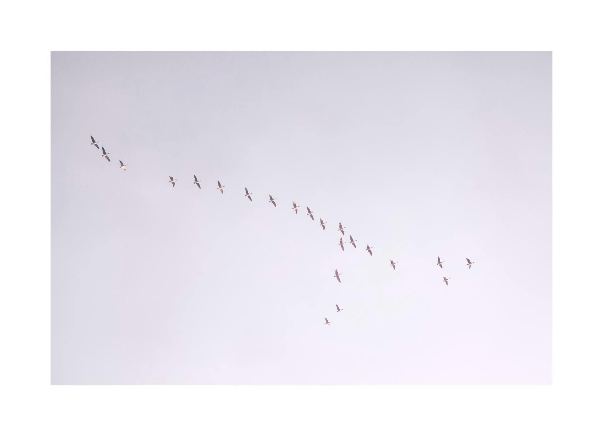 Birds in Purple Sky Poster (50x70 cm)-Poster