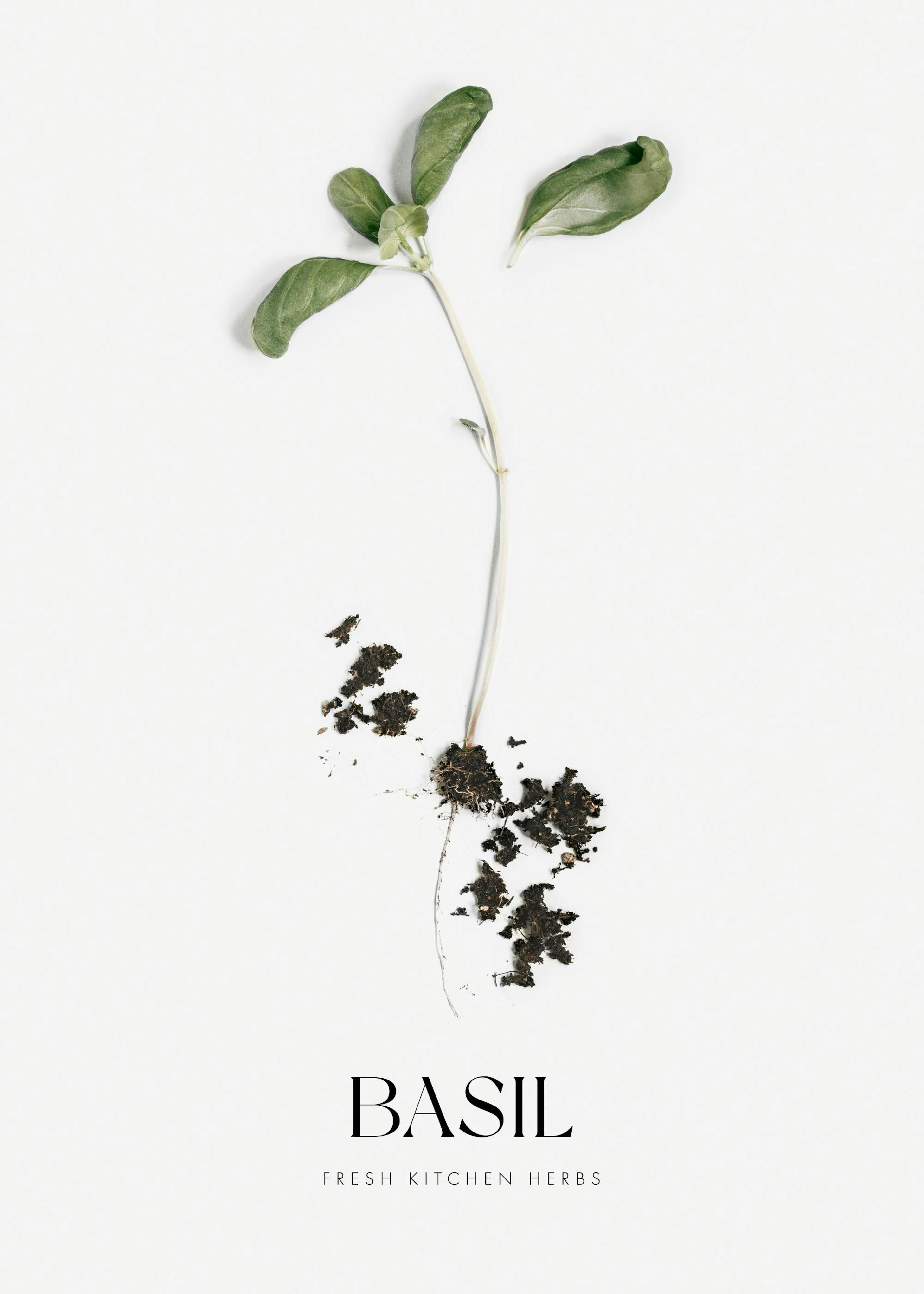 Basil 0
