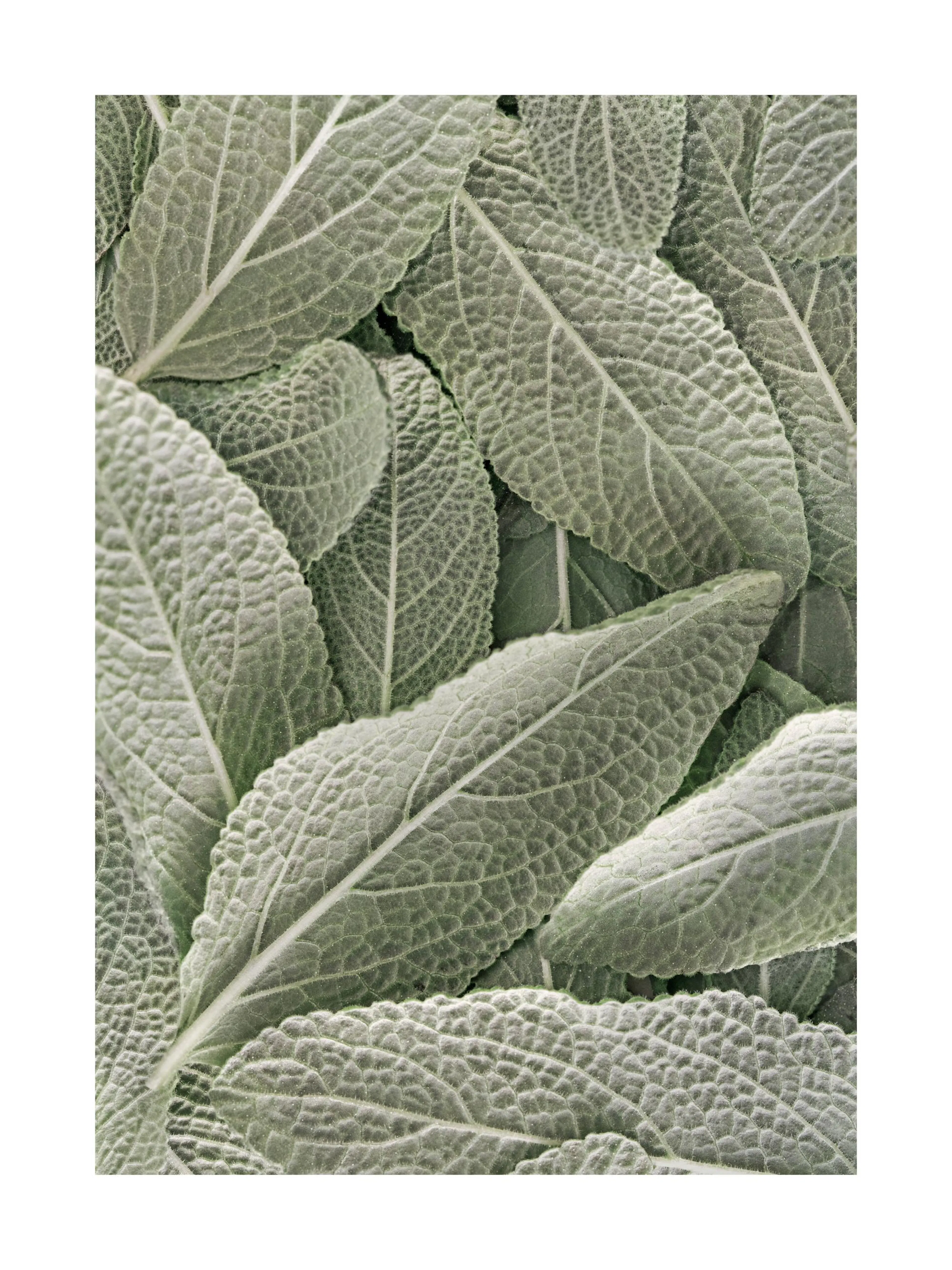 Affiche de photographie macro de feuilles de sauge texturées vert pâle, offrant un motif naturel détaillé.