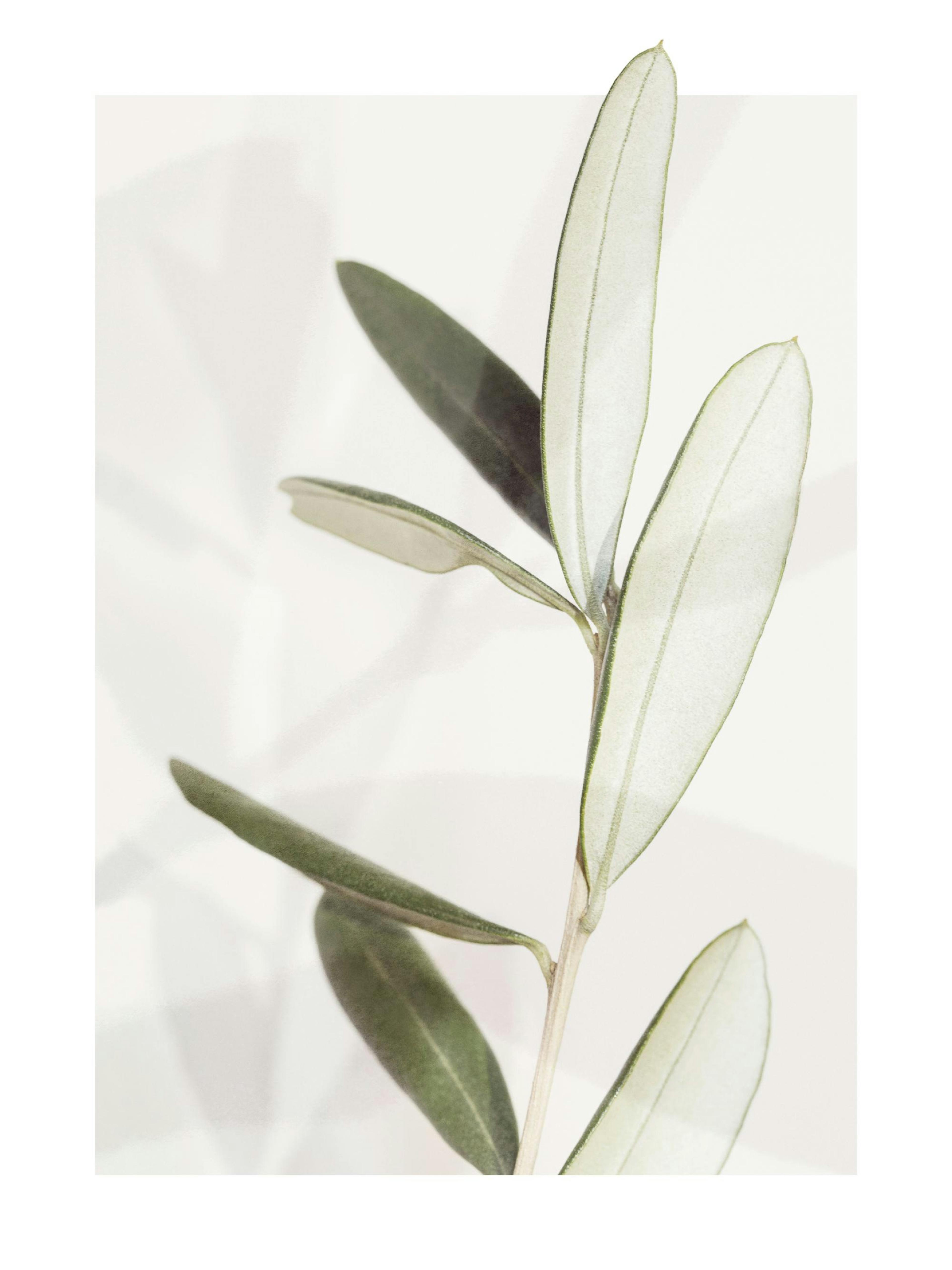 Olive Plakat 0