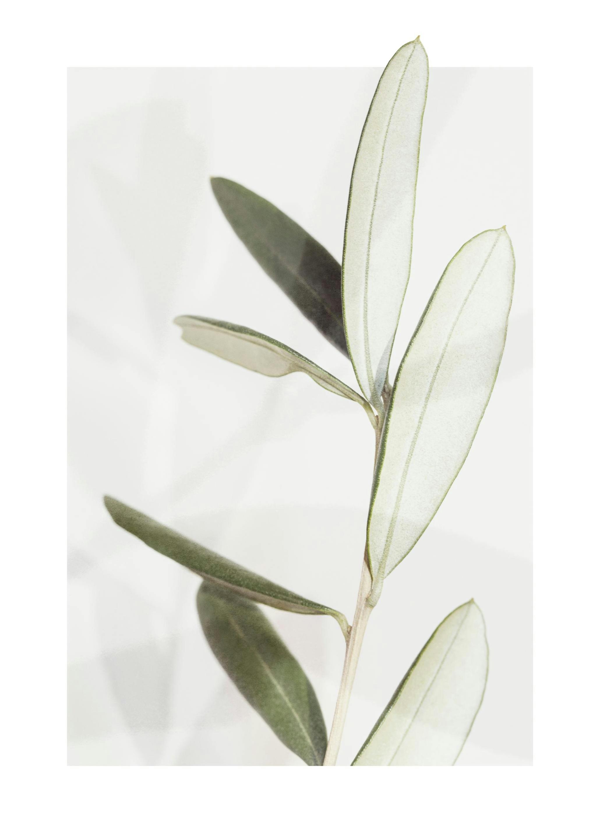Olive Affiche (30x40 cm)