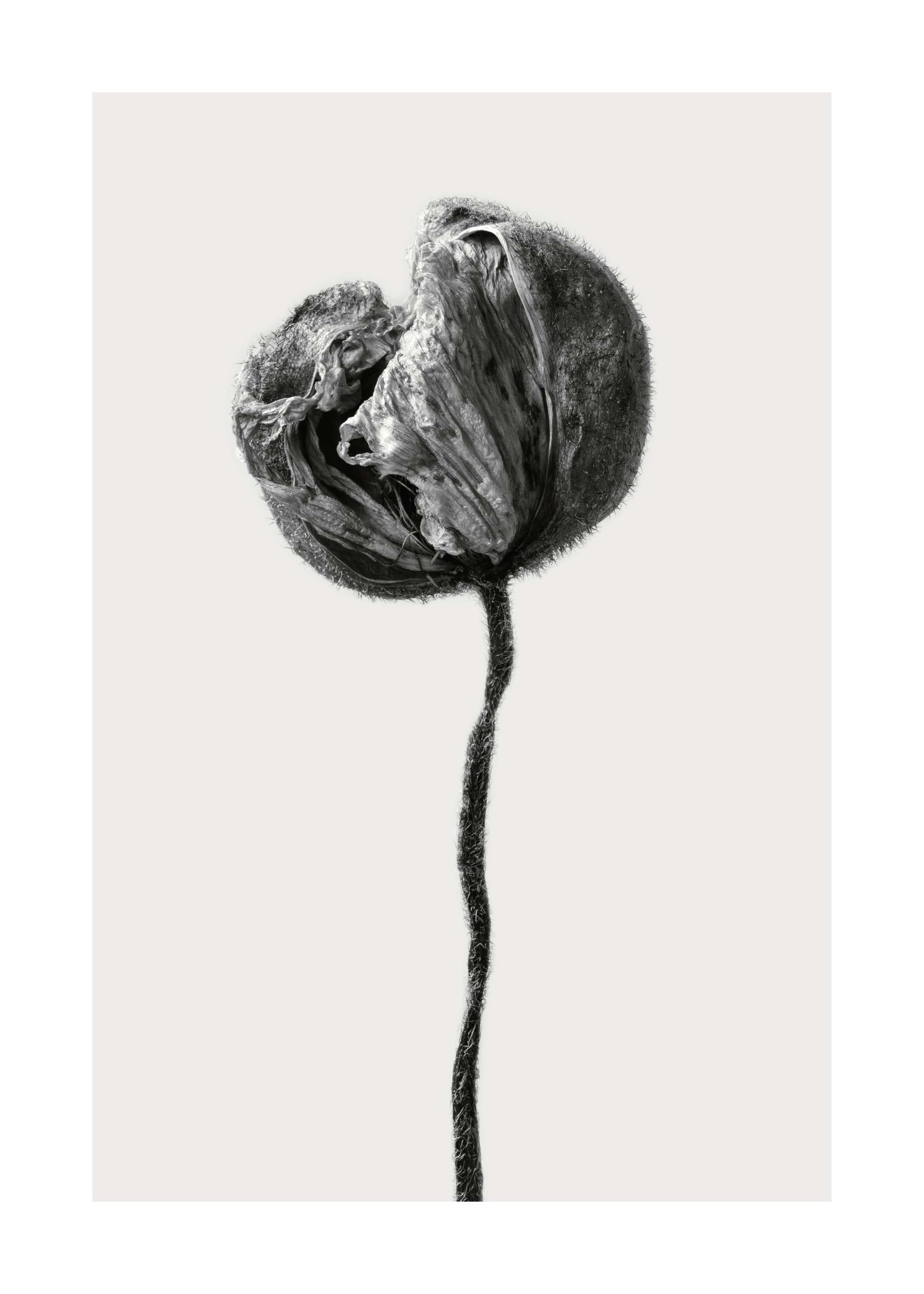 Black and white print of a dried poppy flower, a unique poster of natural botanical art.