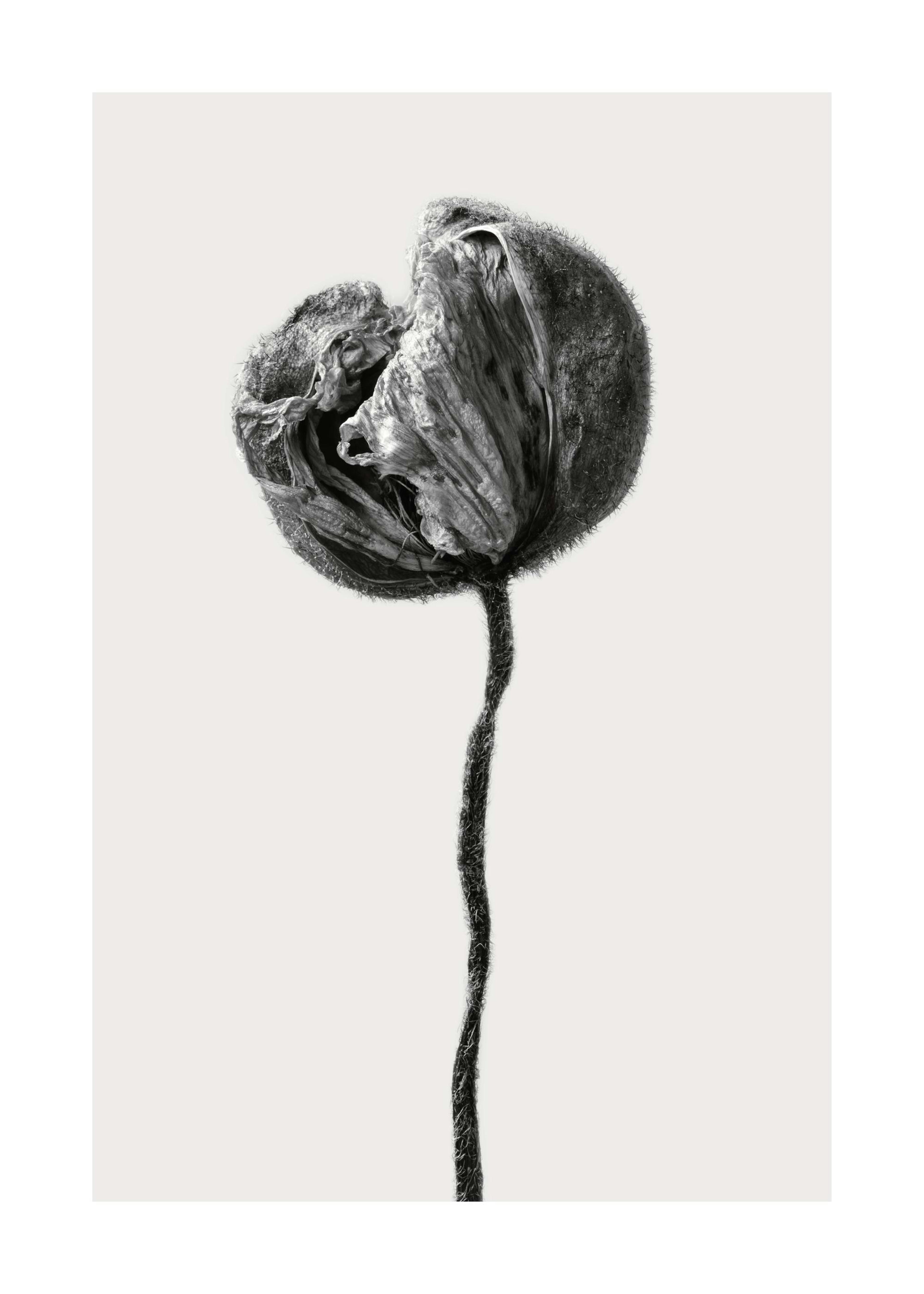 Black and white photograph of a dried poppy, showcasing its textured petals and stem in stark contrast.