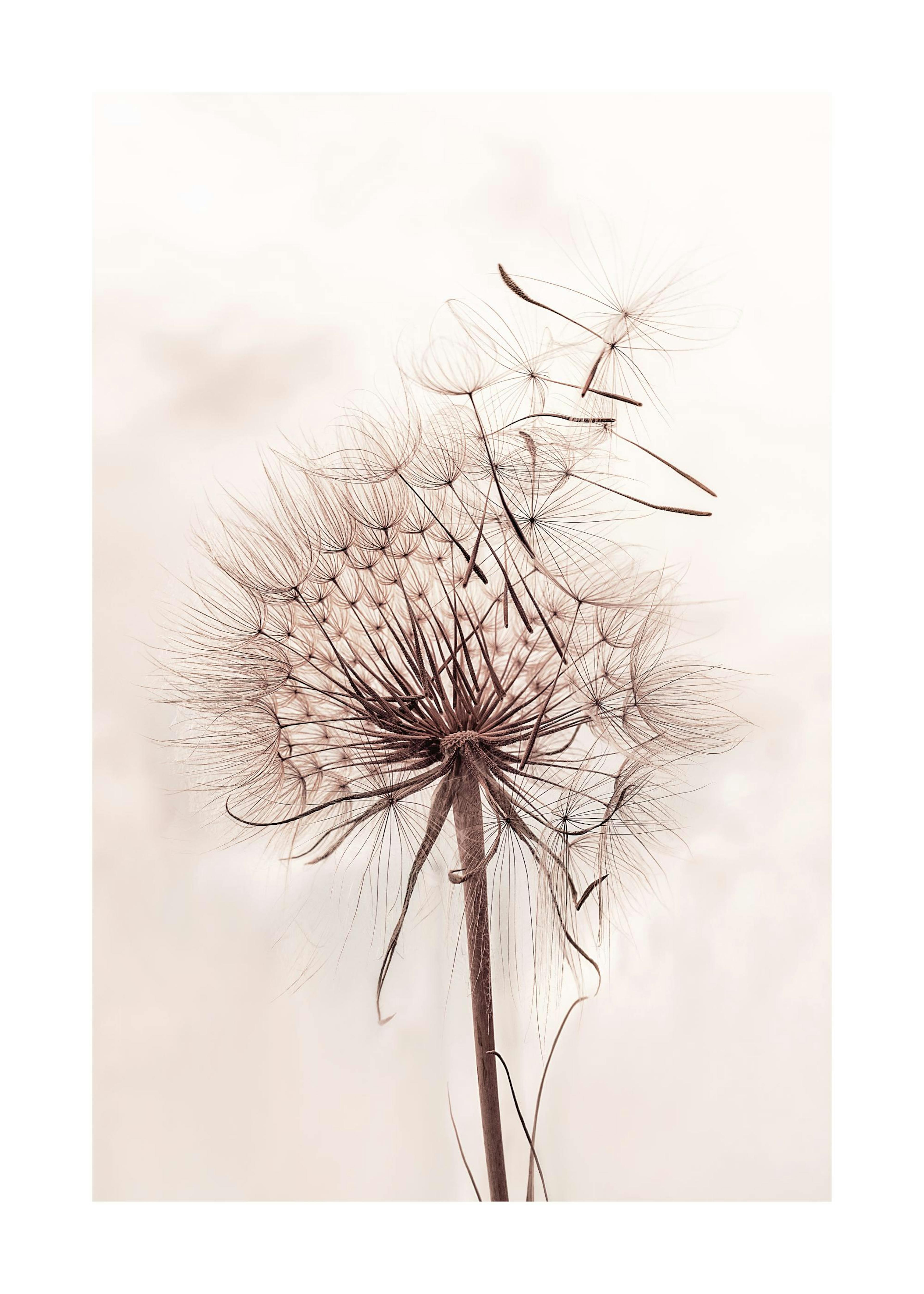 Delicate Dandelion Print 0