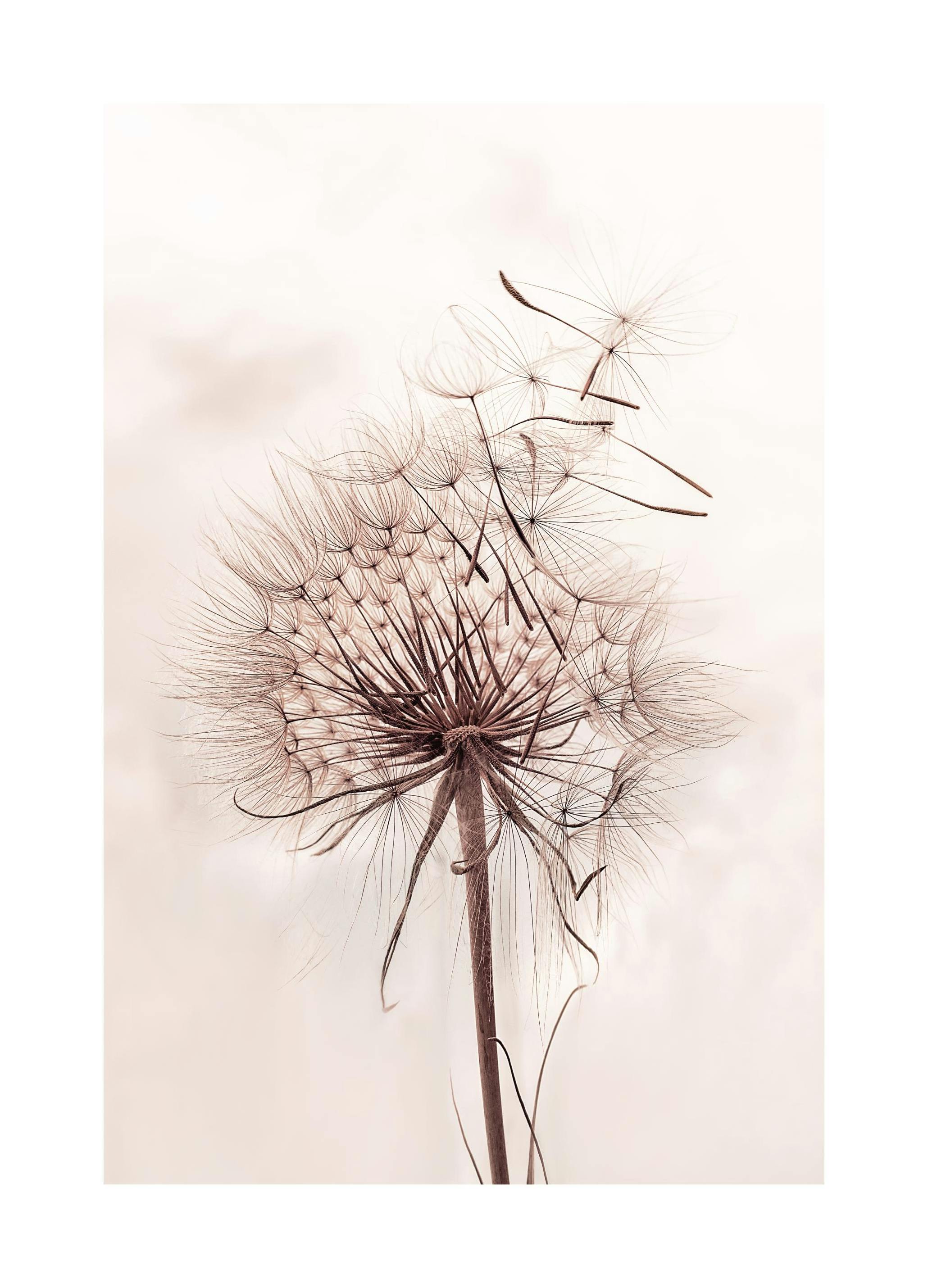 Prints - Delicate Dandelion Print (50x70 cm) - Floral prints