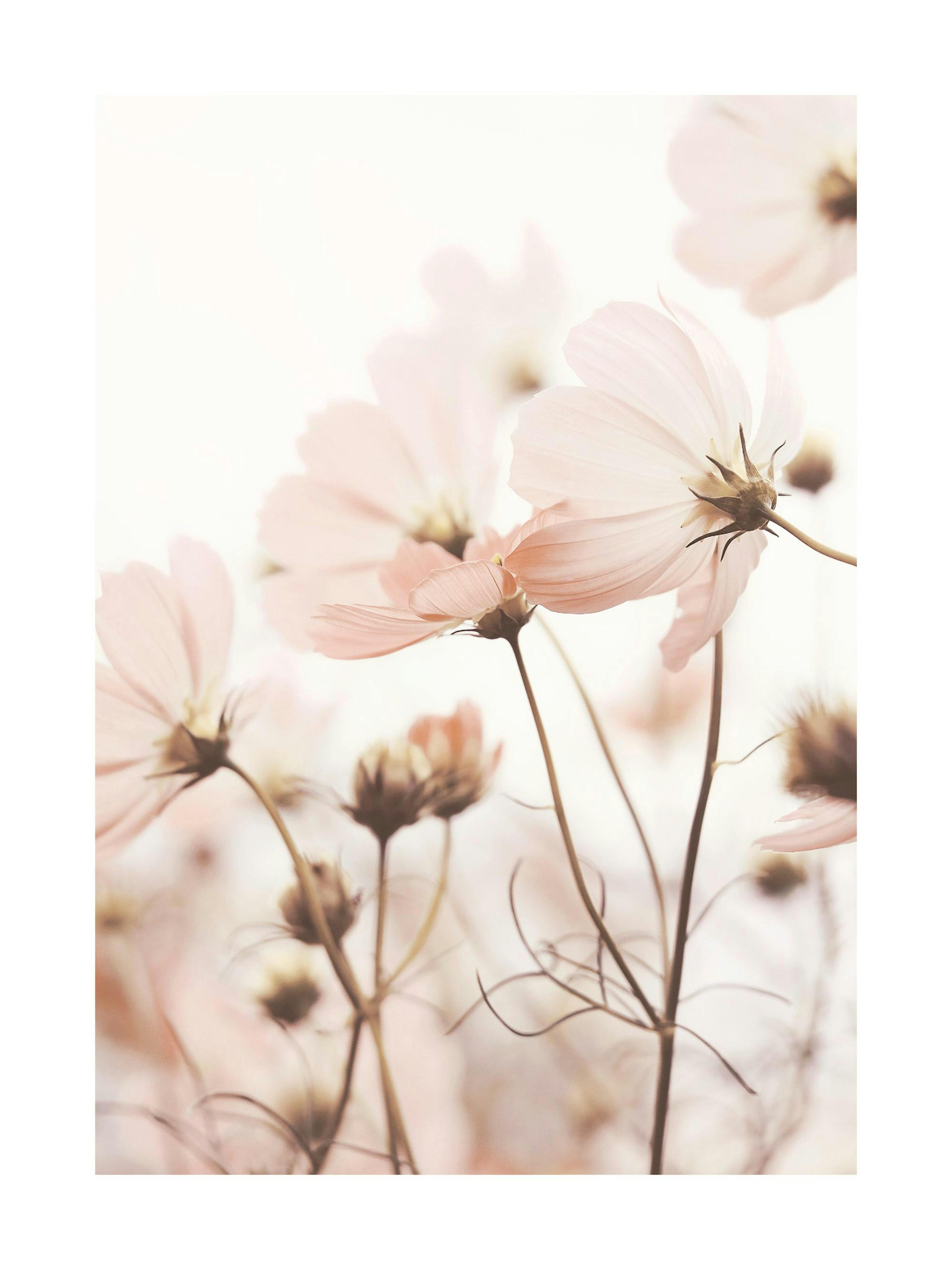 Fotografi av delikata ljusrosa cosmosblommor med gröna stjälkar på en ljus bakgrund, kornig fotostruktur.