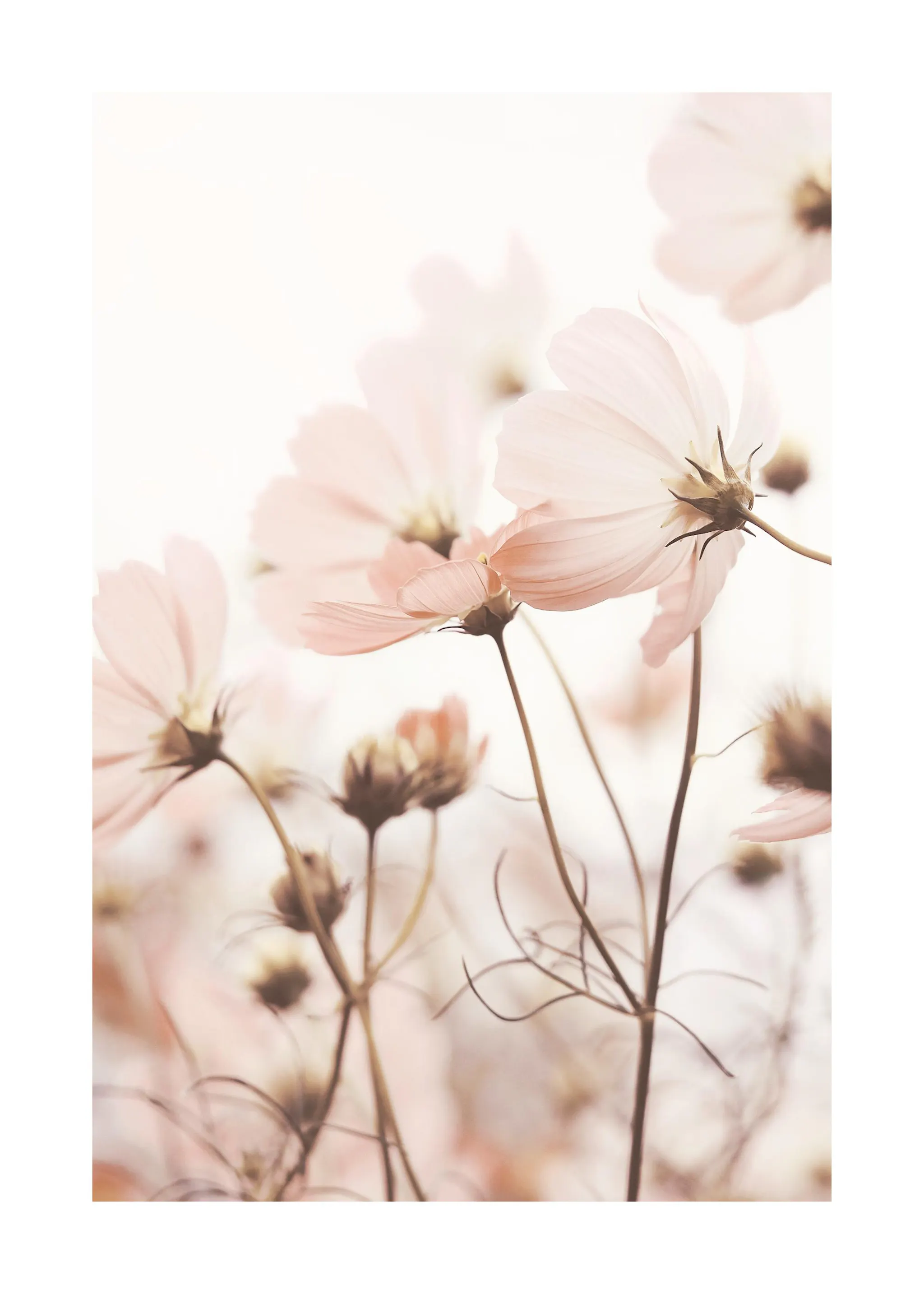 FLEURS DES PRÉS, Oeuvre sur toile étirée, encadré Blanc