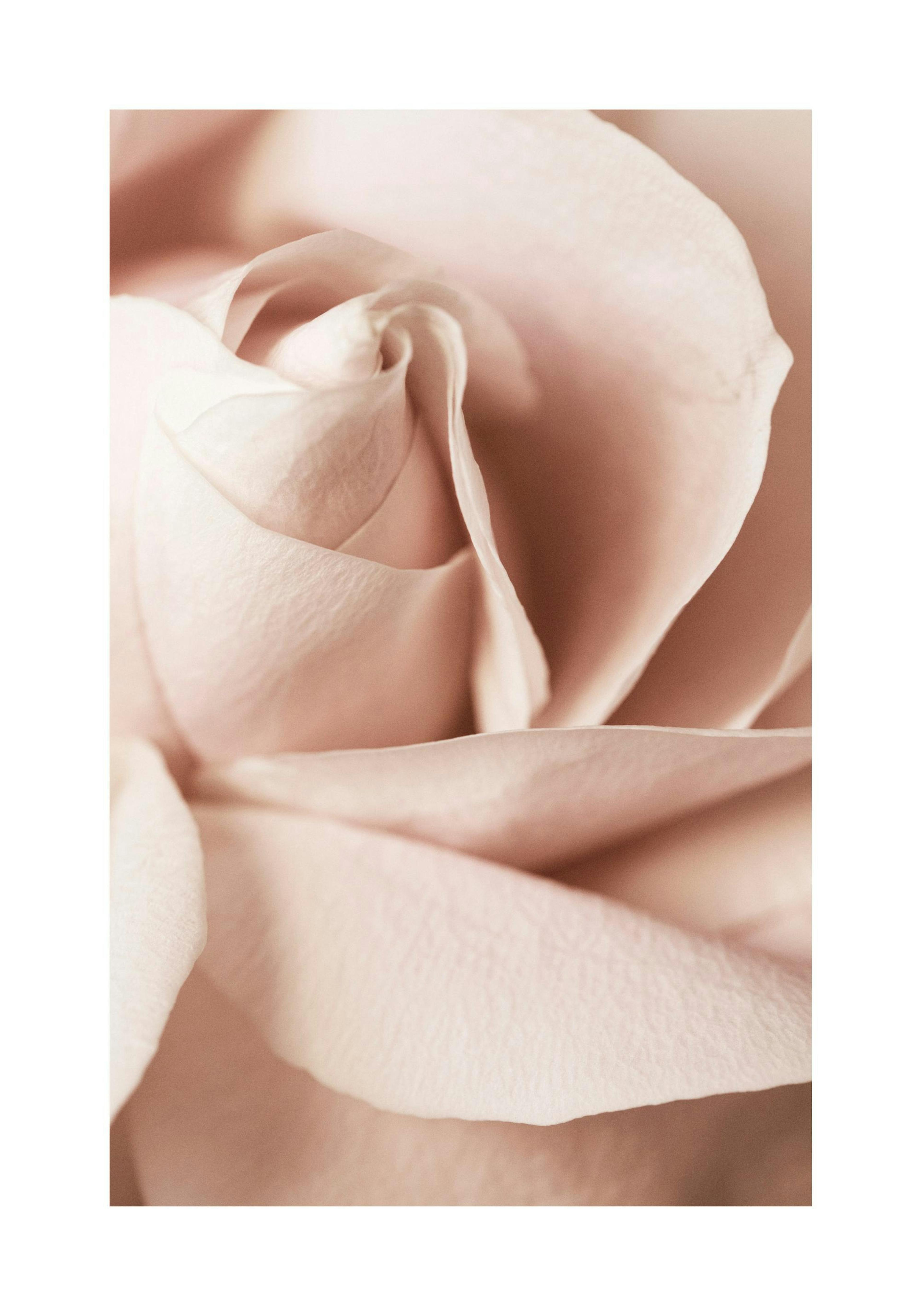 Close-up blush pink rose print for a romantic poster