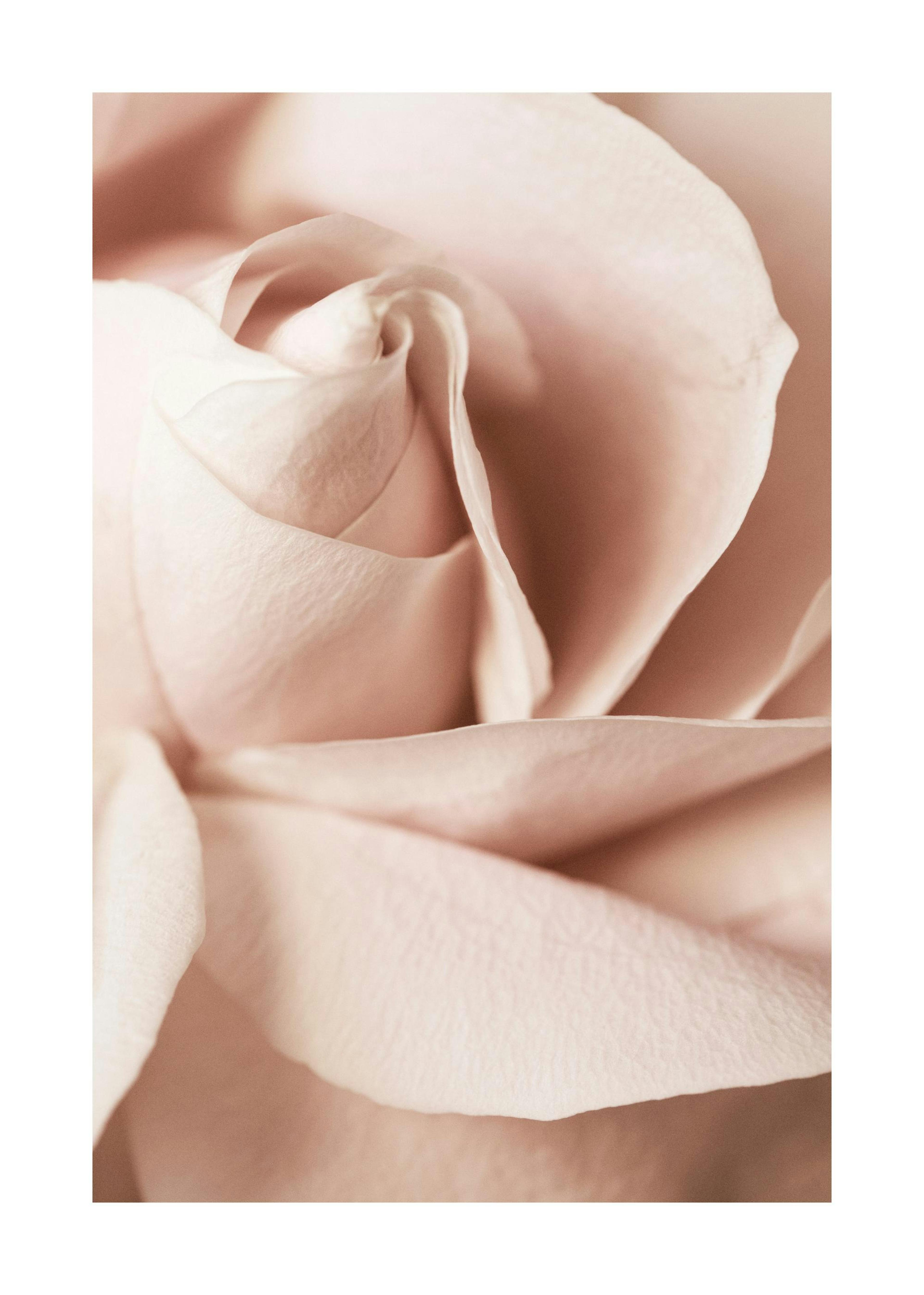 Póster de rosa rosa ruborizada, fotografía de primer plano de pétalos de rosa suaves y delicados.