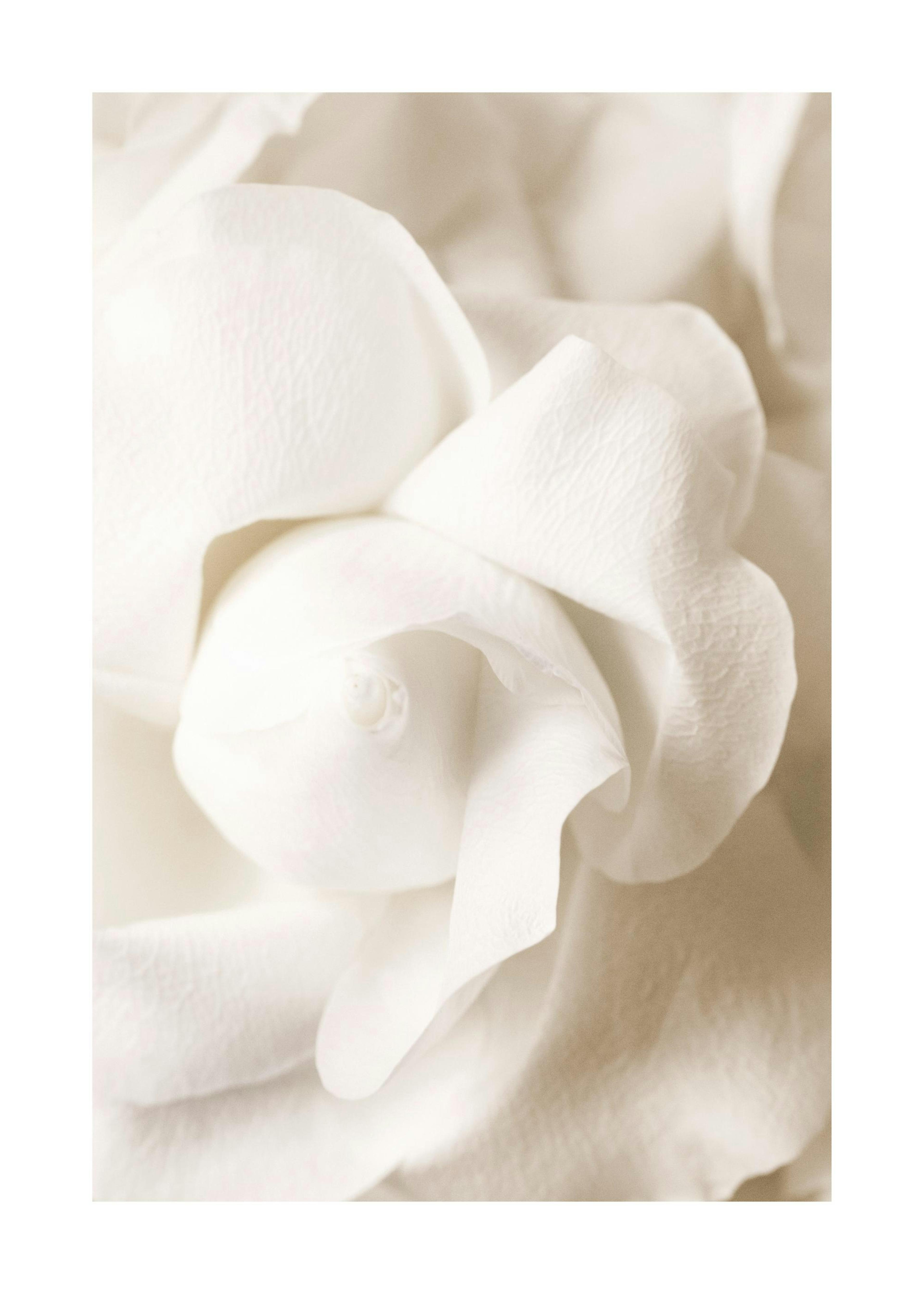 Rose Flower Bud Plakat 0