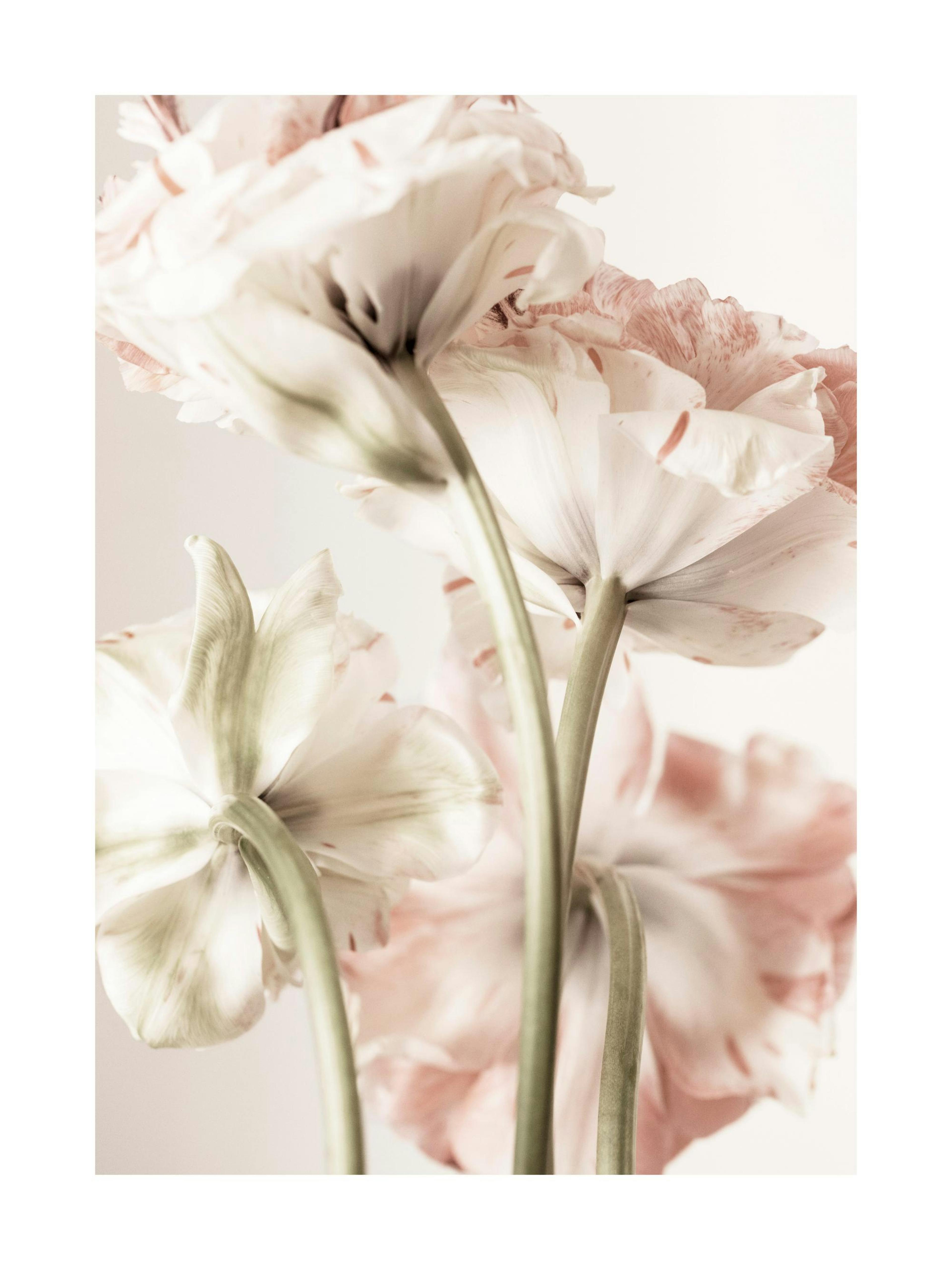 Affiche de fleurs roses et blanches photographiées par en dessous sur fond clair, avec des tiges vertes et des pétales doux