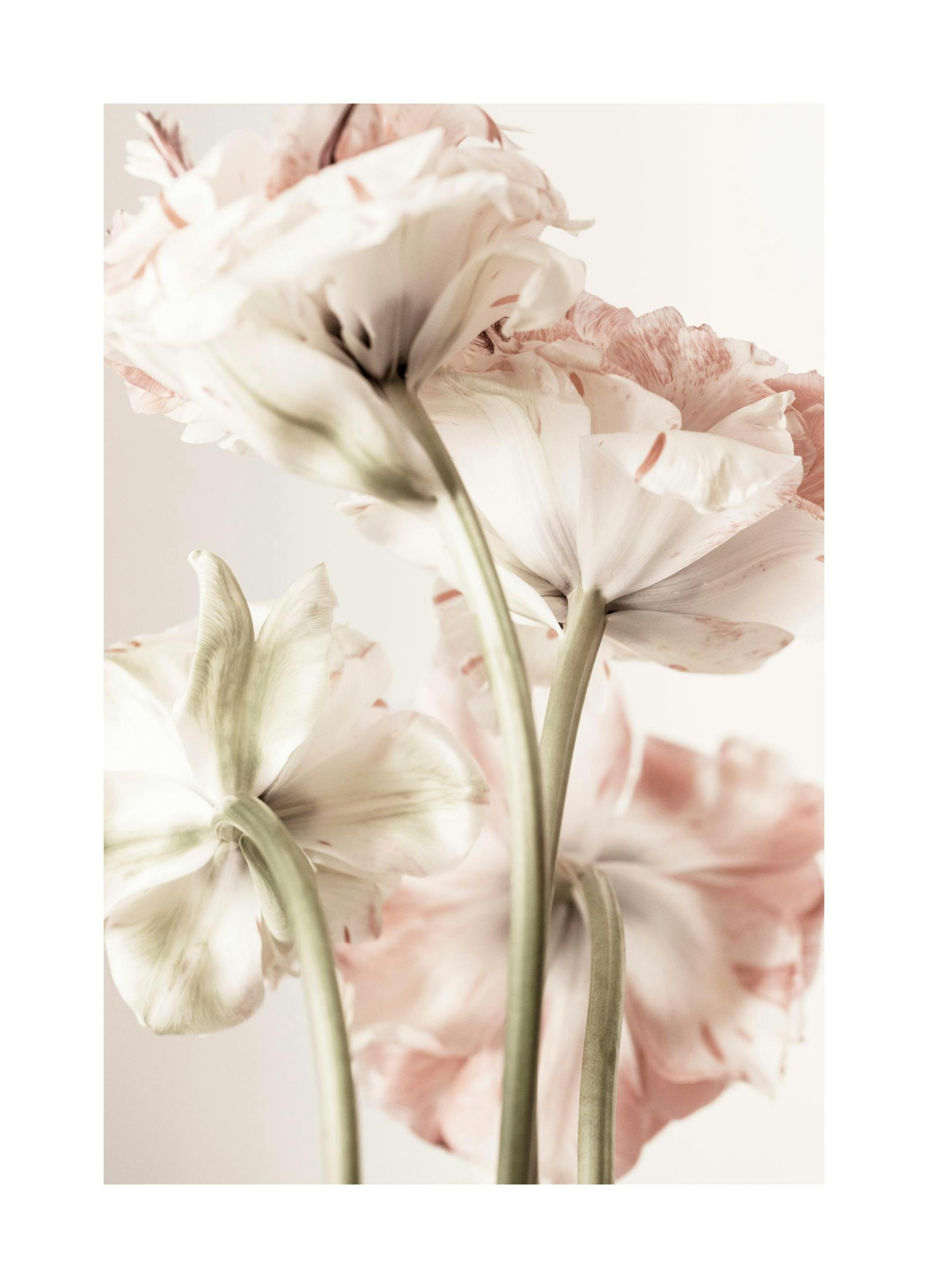 Pink Bloom Poster (30x40 cm) - Bloemen