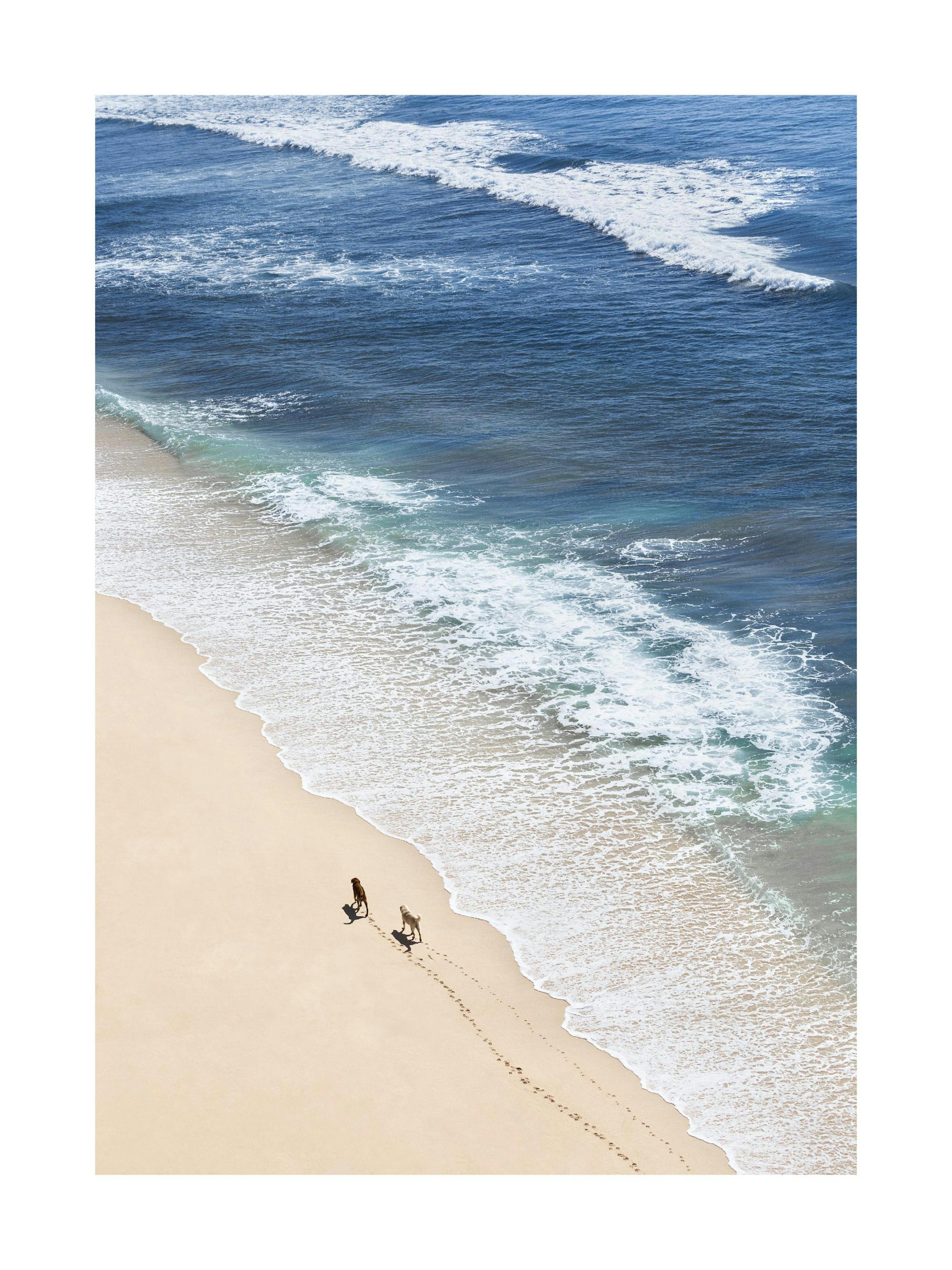 Poster con due cani che corrono sulla spiaggia di sabbia, con onde oceaniche blu e schiuma bianca.