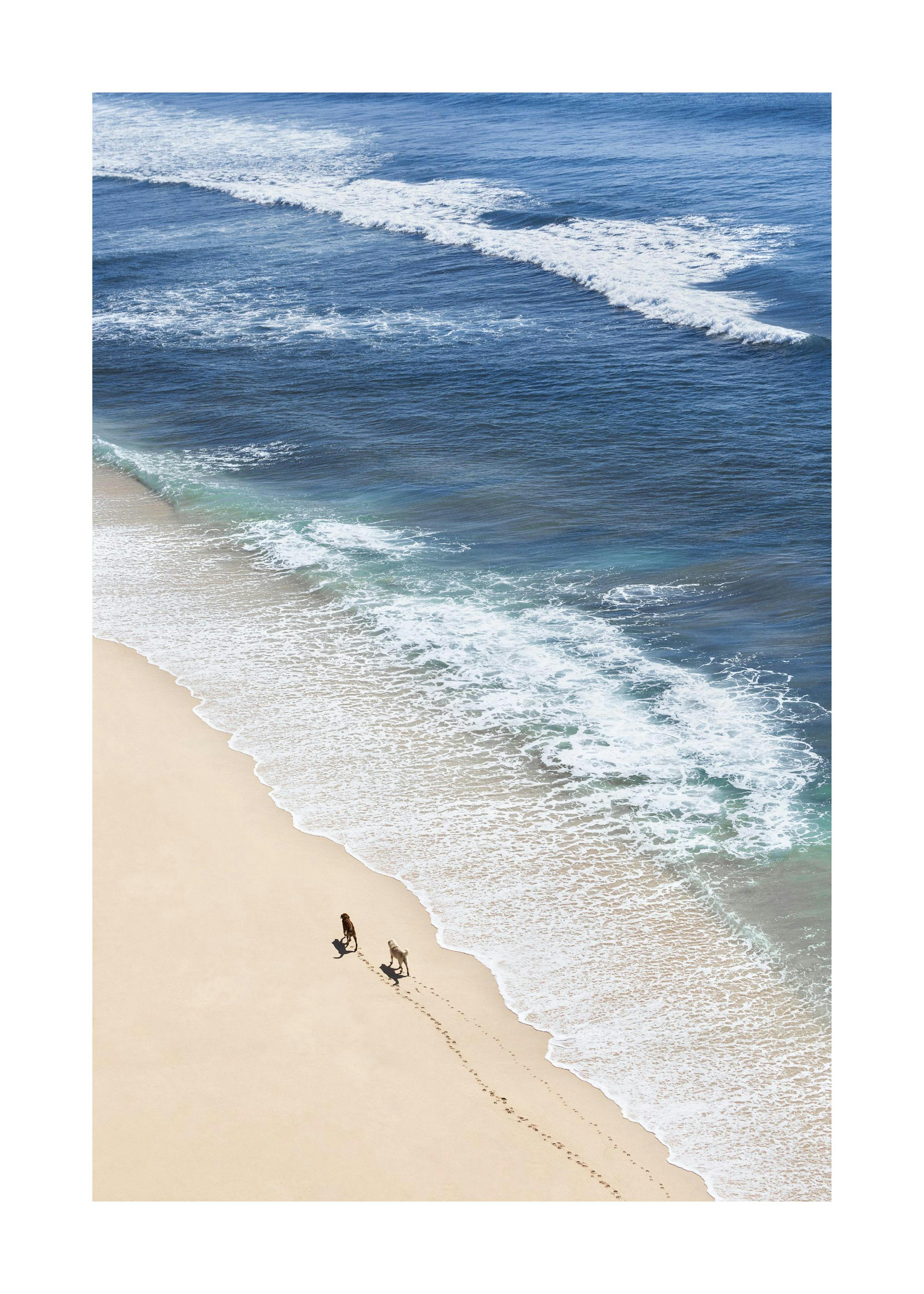 Dogs on Beach 포스터 0