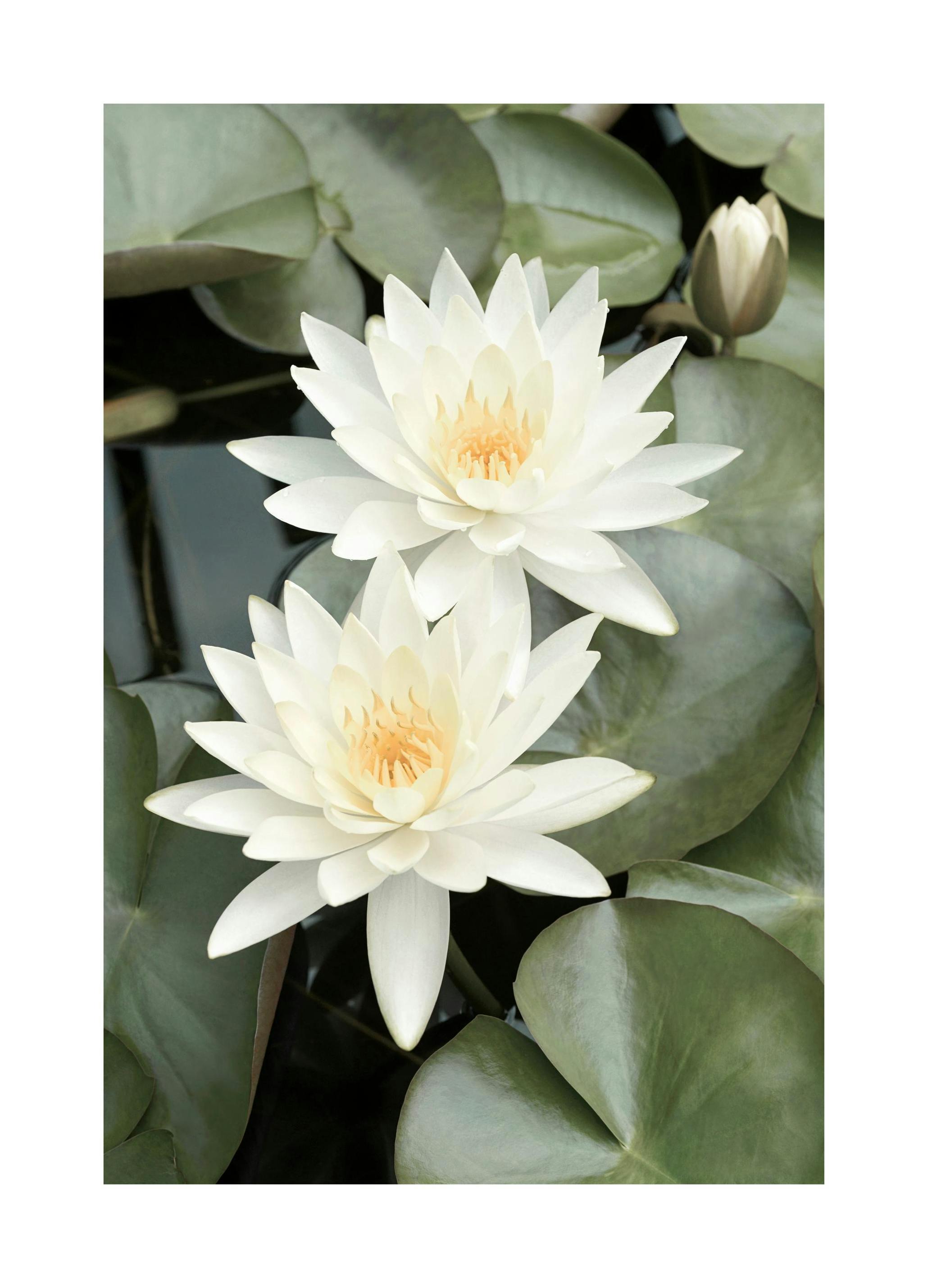 Prints - White Lotus Flowers Print (50x70 cm) - Floral prints