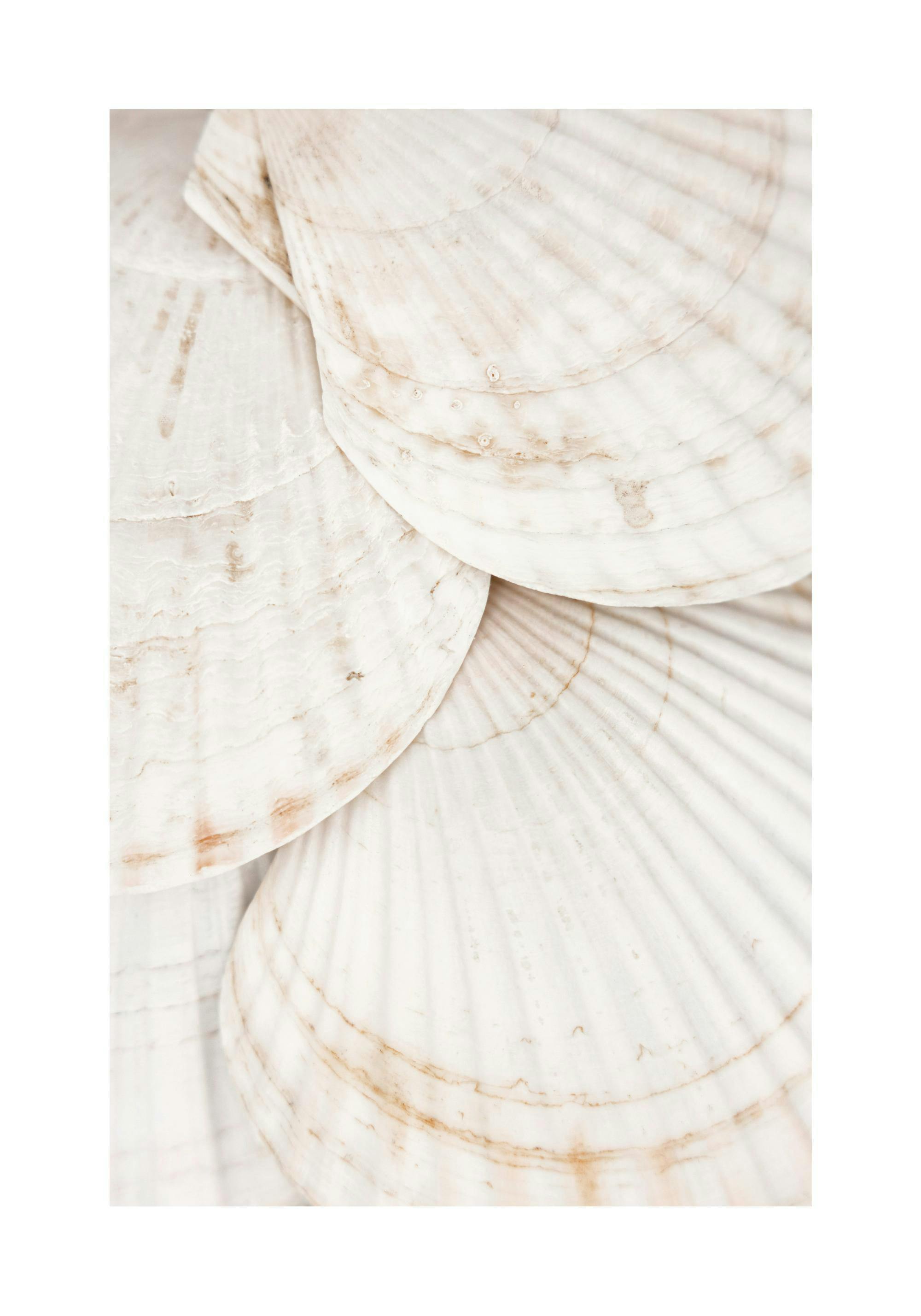 En närbild av lager av vita snäckskal med subtila beigea och bruna nyanser, som förmedlar en lugnande strandkänsla.