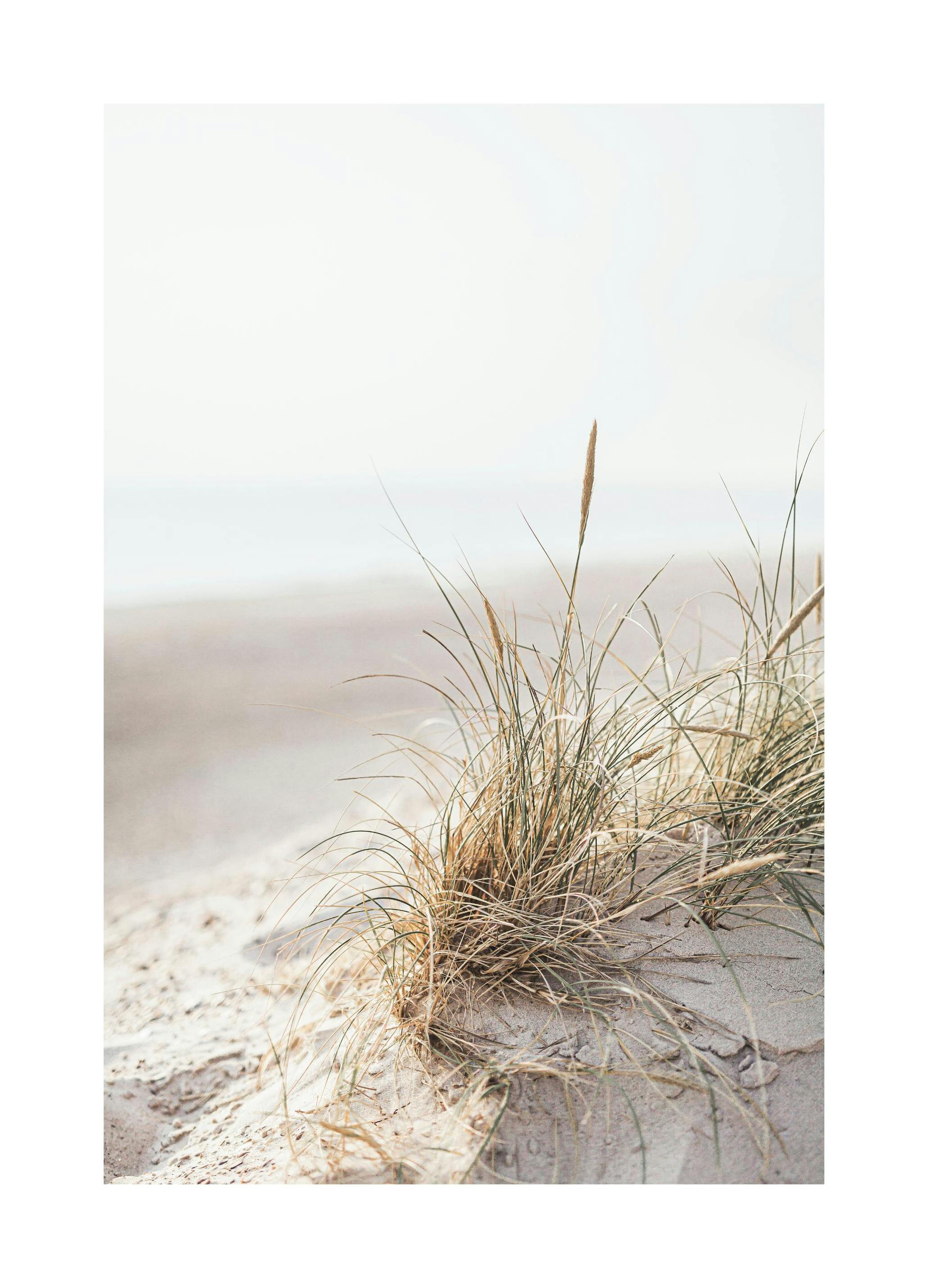Dune Grass Print (50x70 cm)