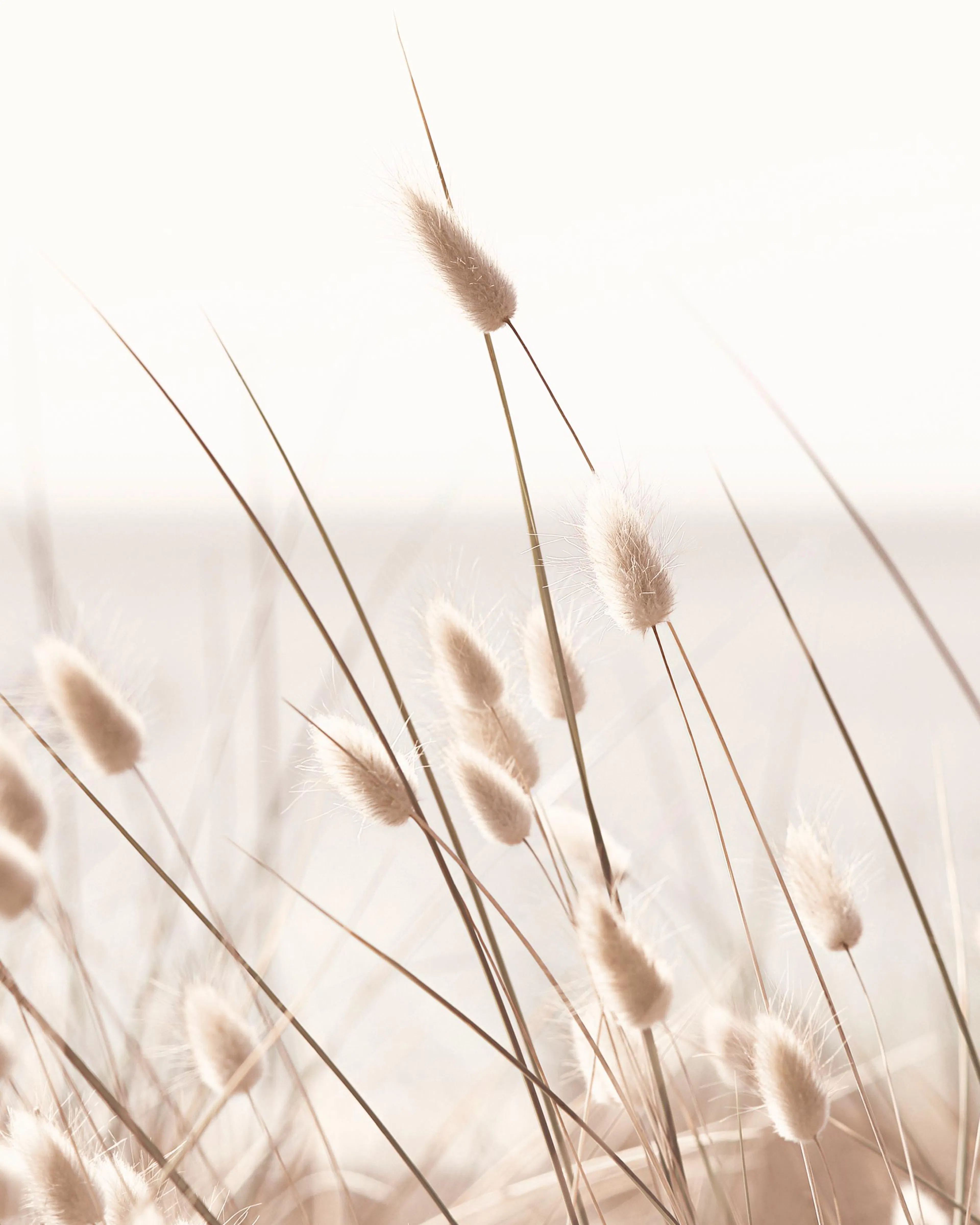 Póster de fotografía en primer plano de hierba beige con un océano borroso, naturaleza costera, diseño moderno.