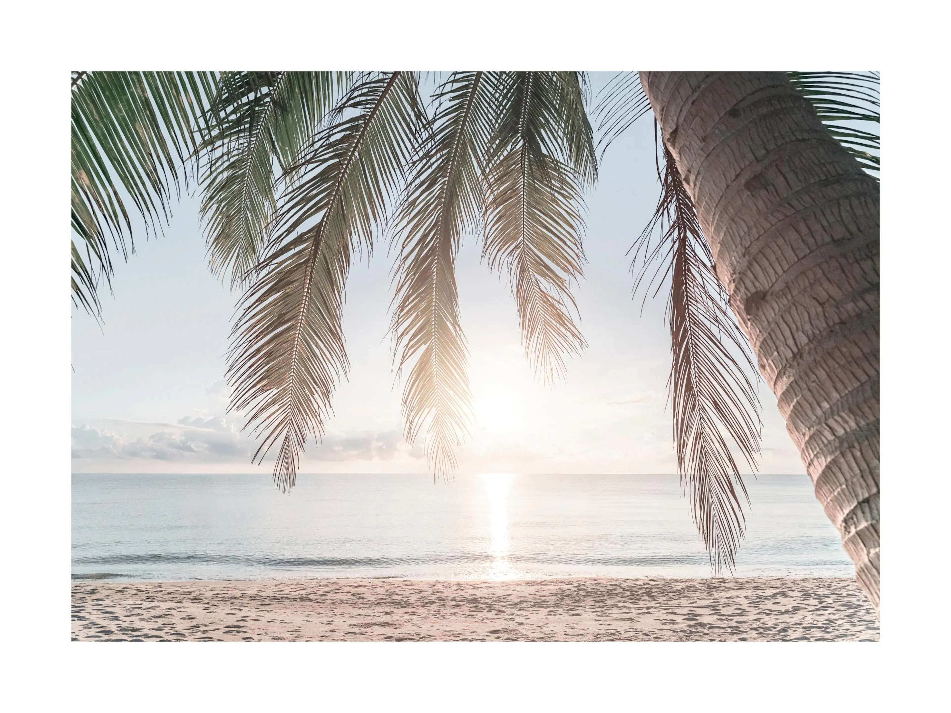 Tropical beach sunset photography with palm trees, ocean, and sandy beach