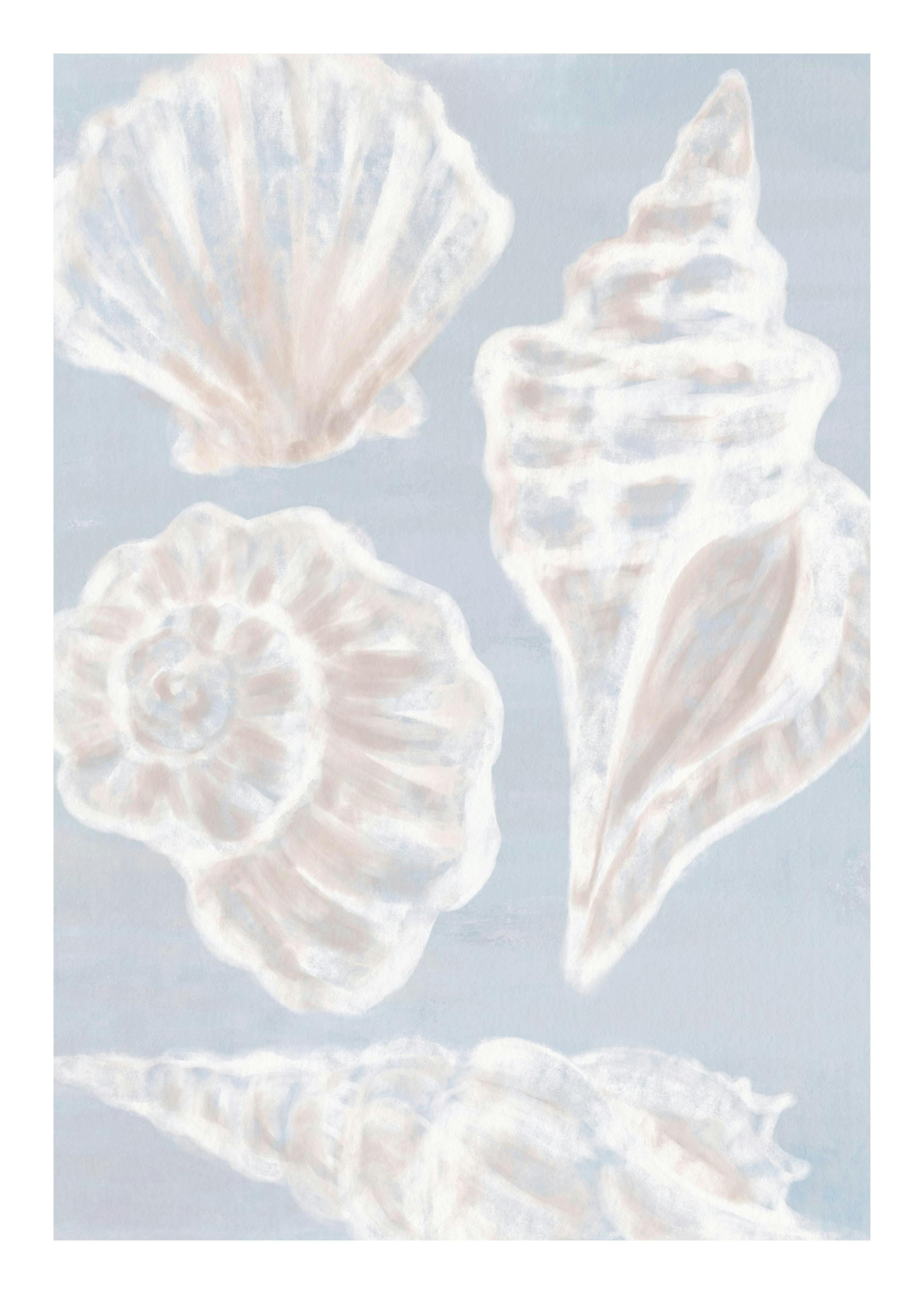 White Shells Print 0