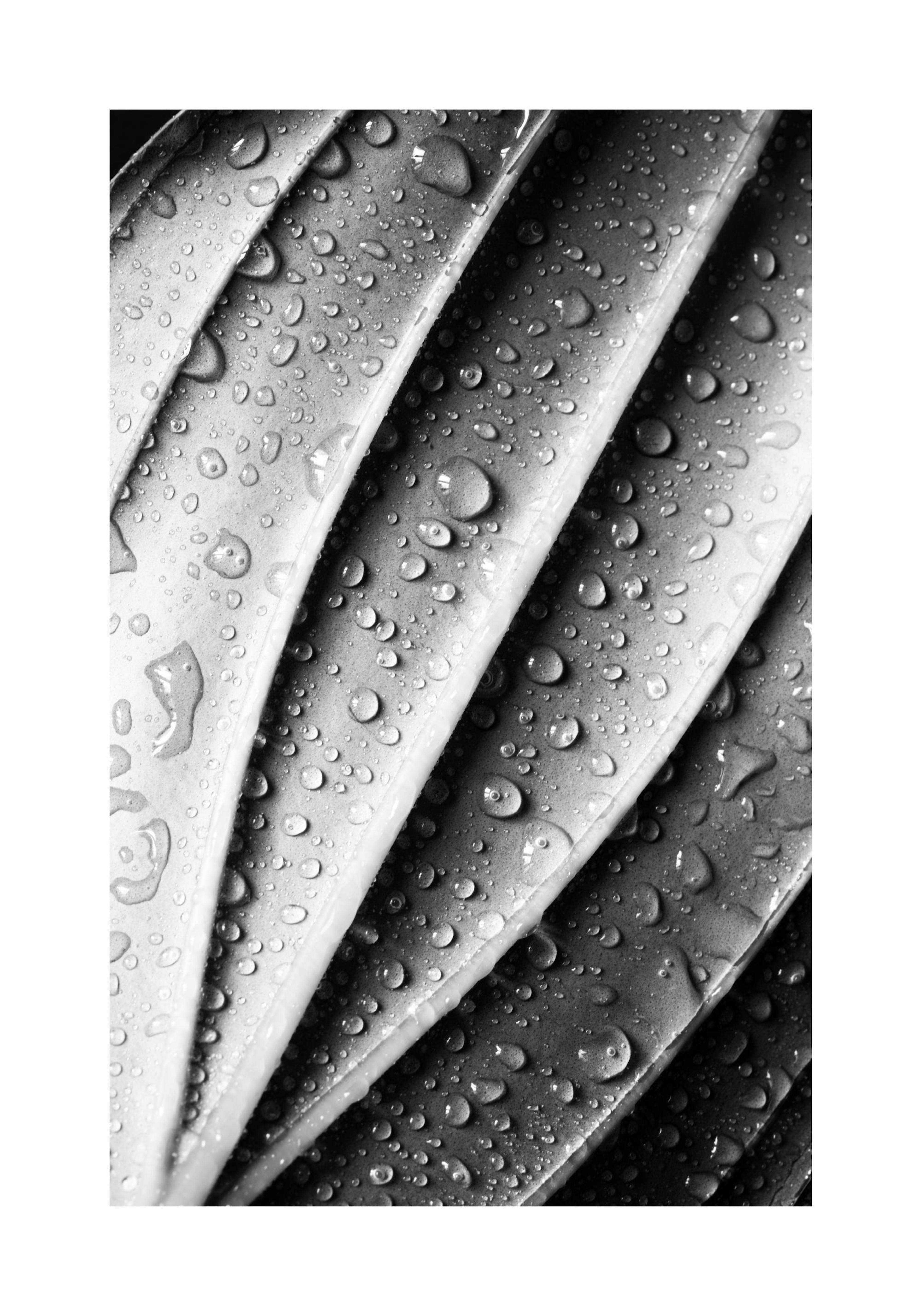 A monochrome print of a wet plant leaf with water droplets, displayed above a black console table with a lamp and books.