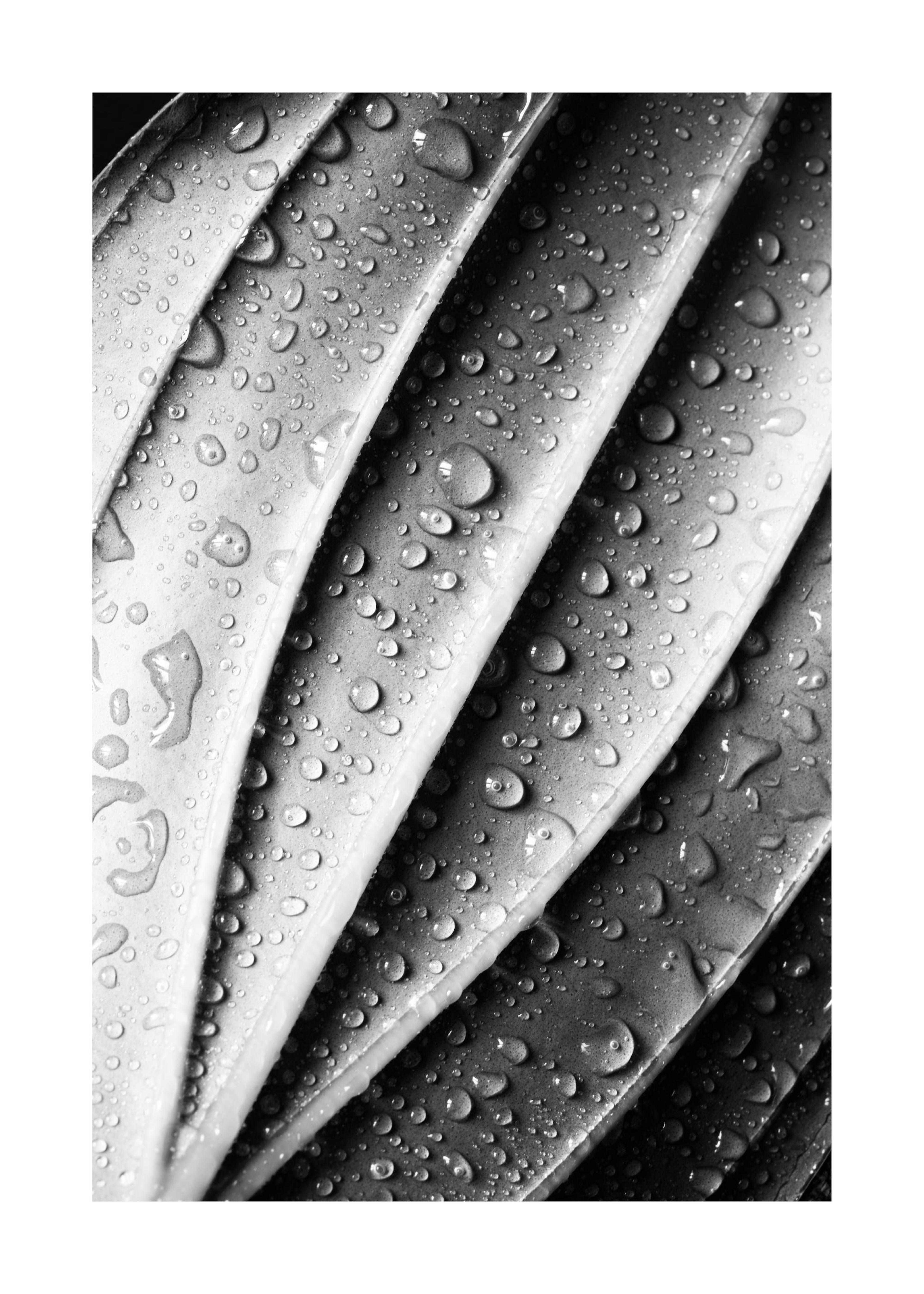 Black and white poster print of a dramatic leaf with many rain drops, a striking nature print.
