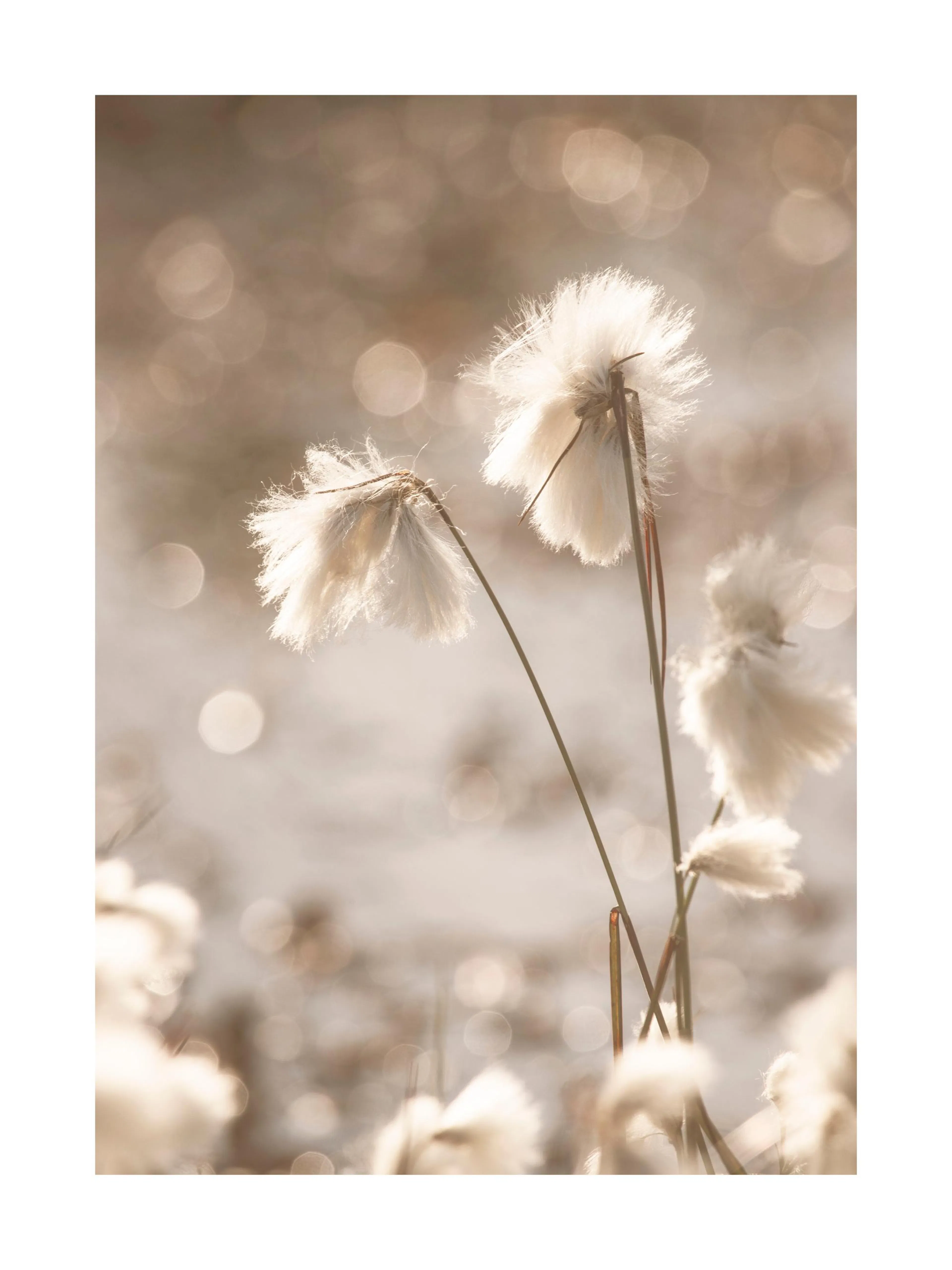 Witte katoengrasplanten badend in zonlicht, met een wazige, lichte achtergrond en bokeh effecten