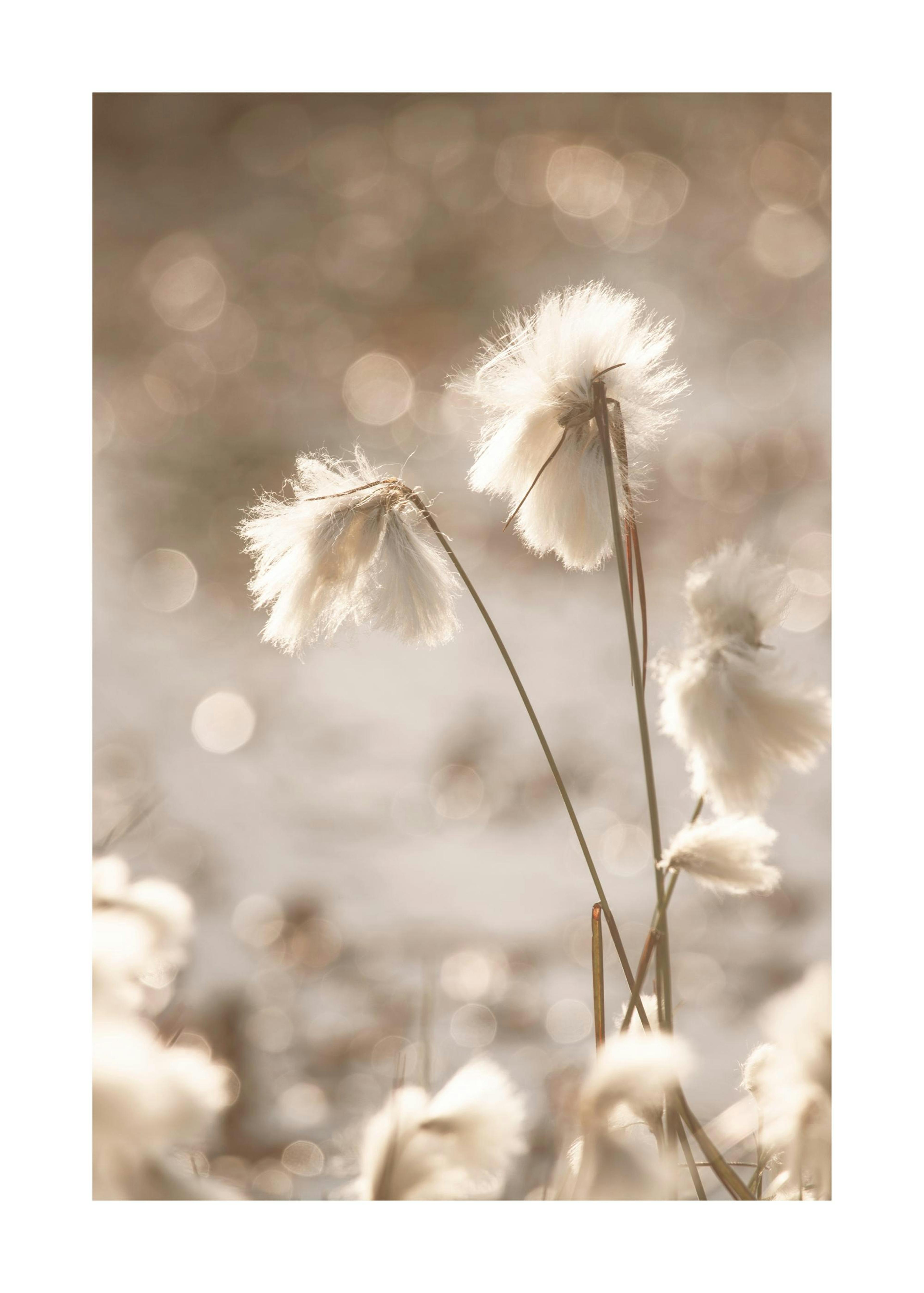 Cotton Grass Plakat 0