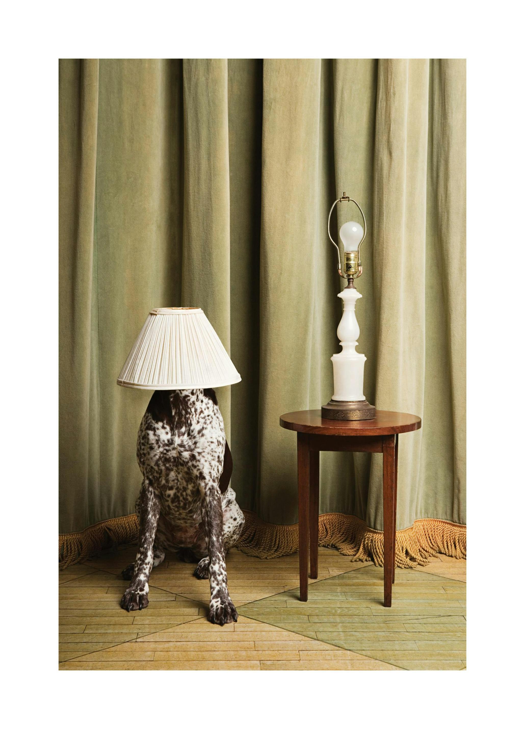 The Dog Lamp Print (30x40 cm)