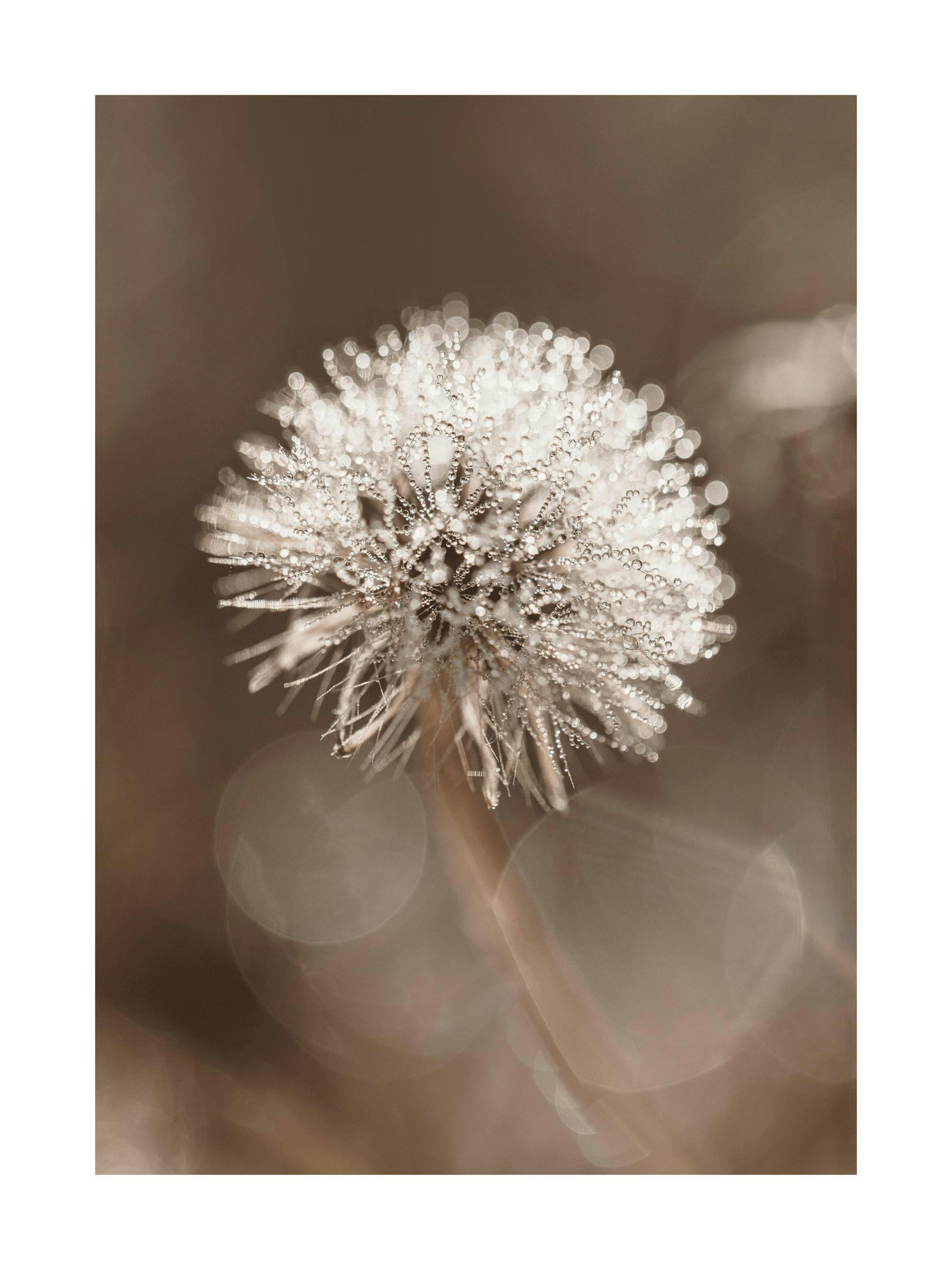 Póster de fotografía macro de diente de león cubierto de rocío, con un fondo oscuro y bokeh. Ideal para decoración de pared.