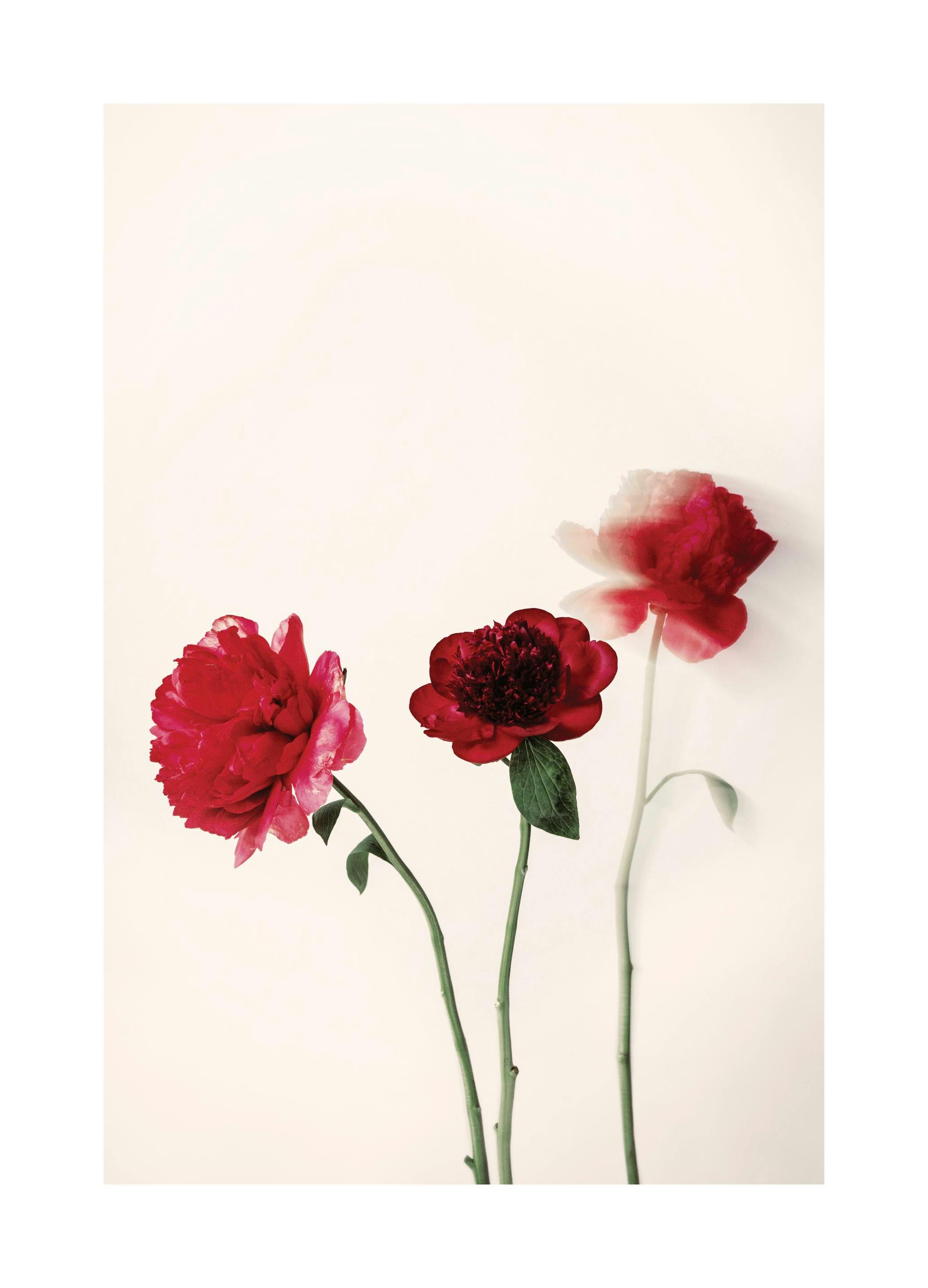 Red Flowers Print (50x70 cm)