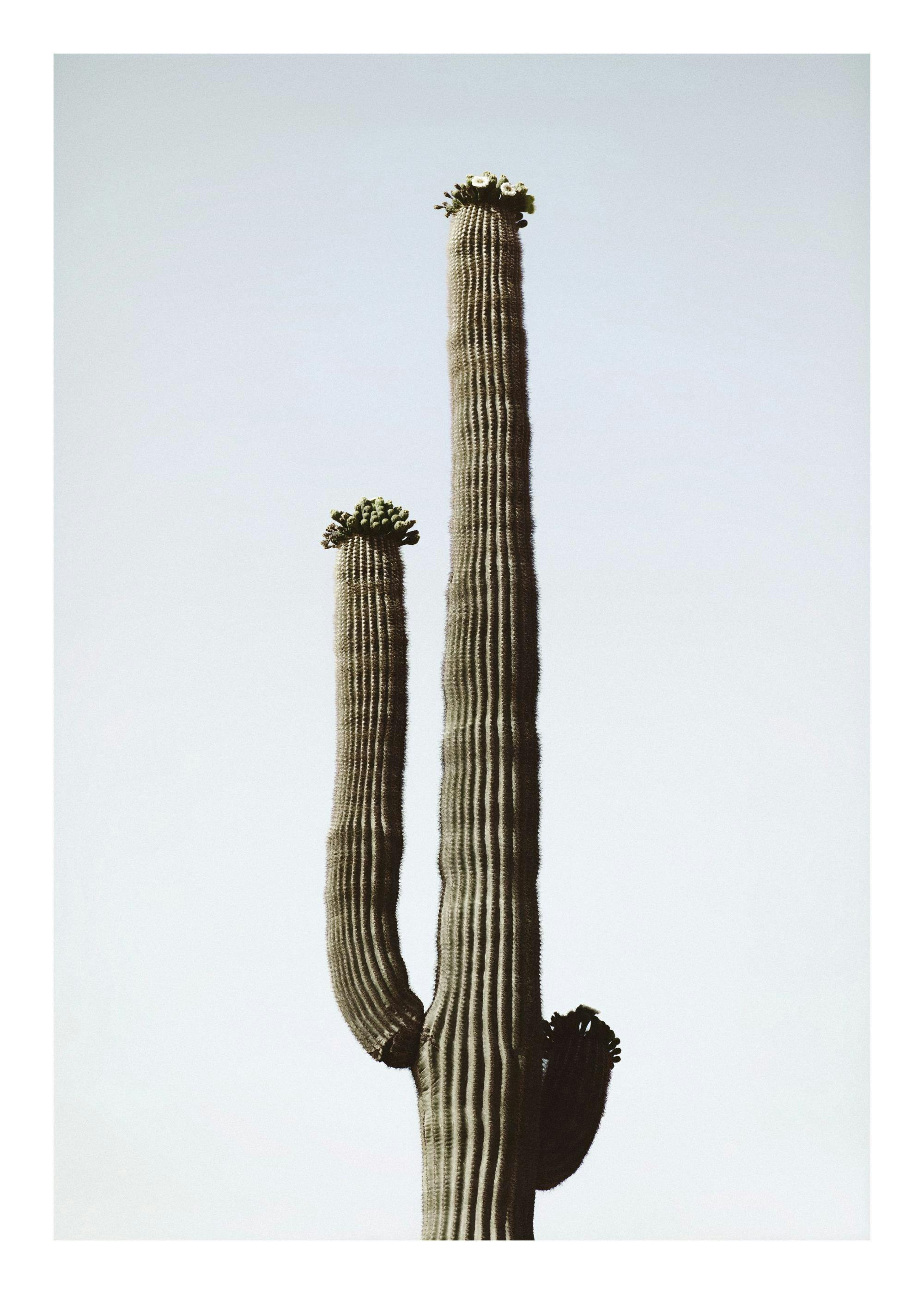 Affiche dun cactus saguaro du désert avec des fleurs, sur fond bleu clair