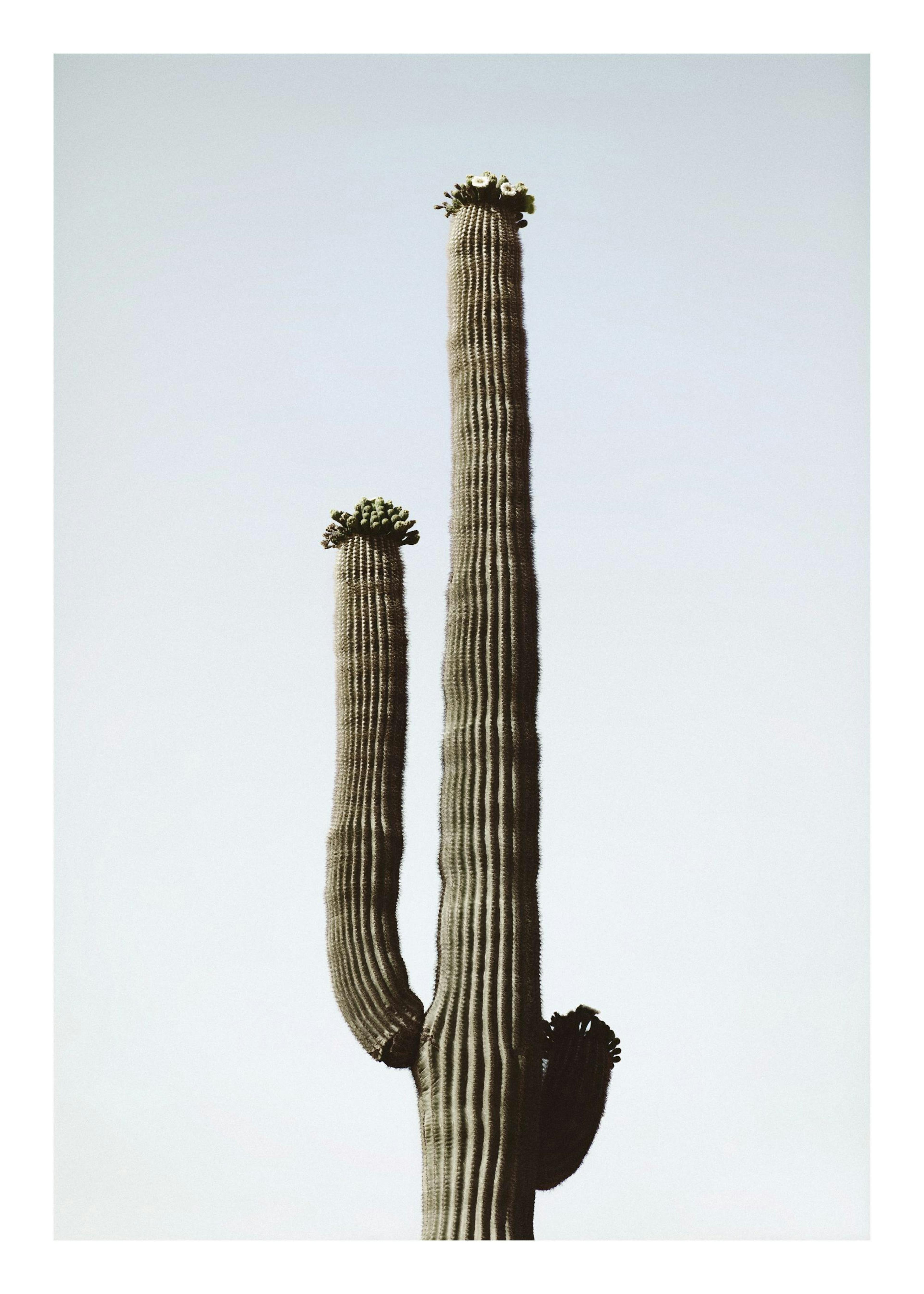 Desert Cactus Plakat 0