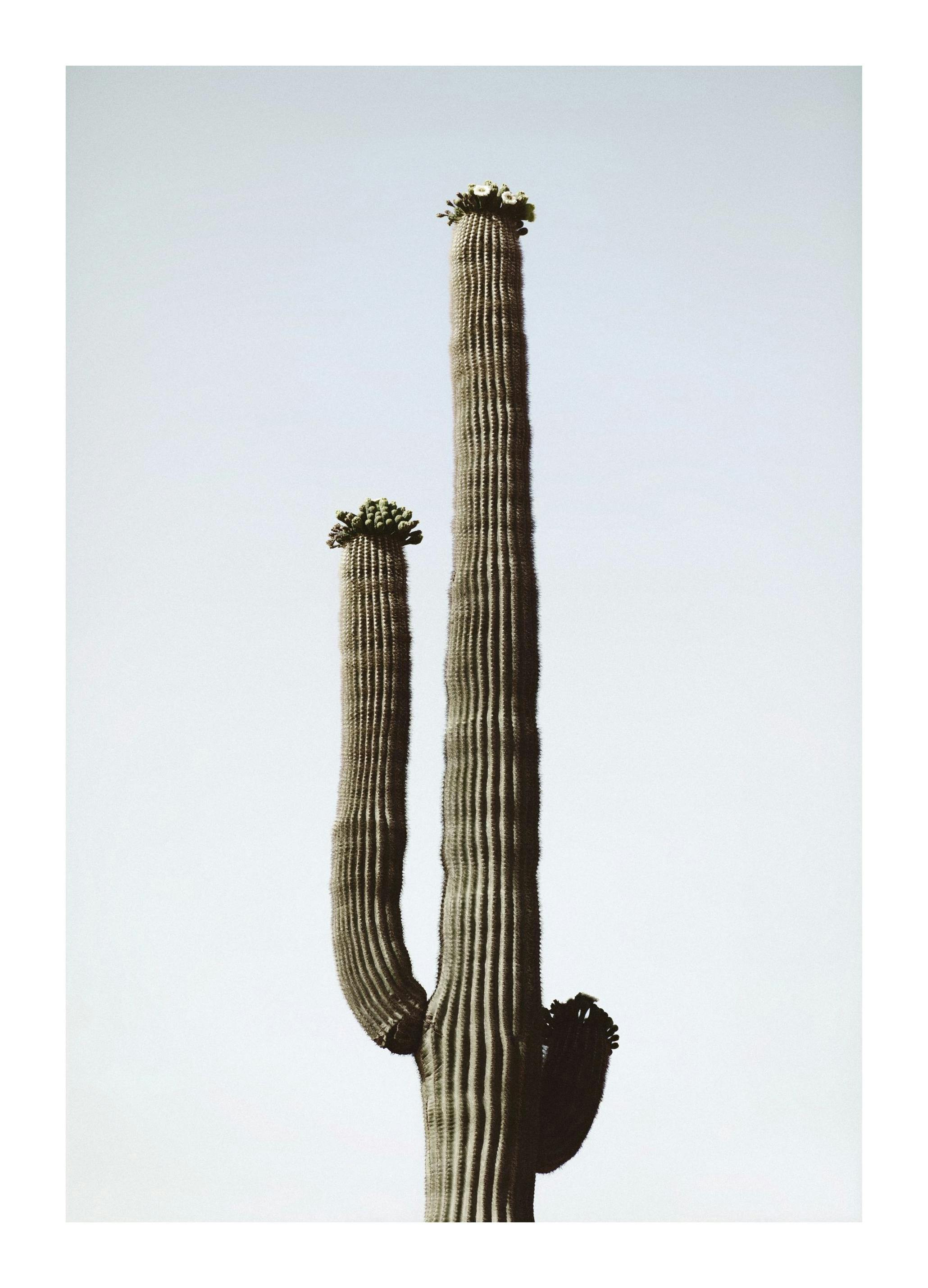 Desert Cactus Affiche (30x40 cm) - Affiches 21x30 cm