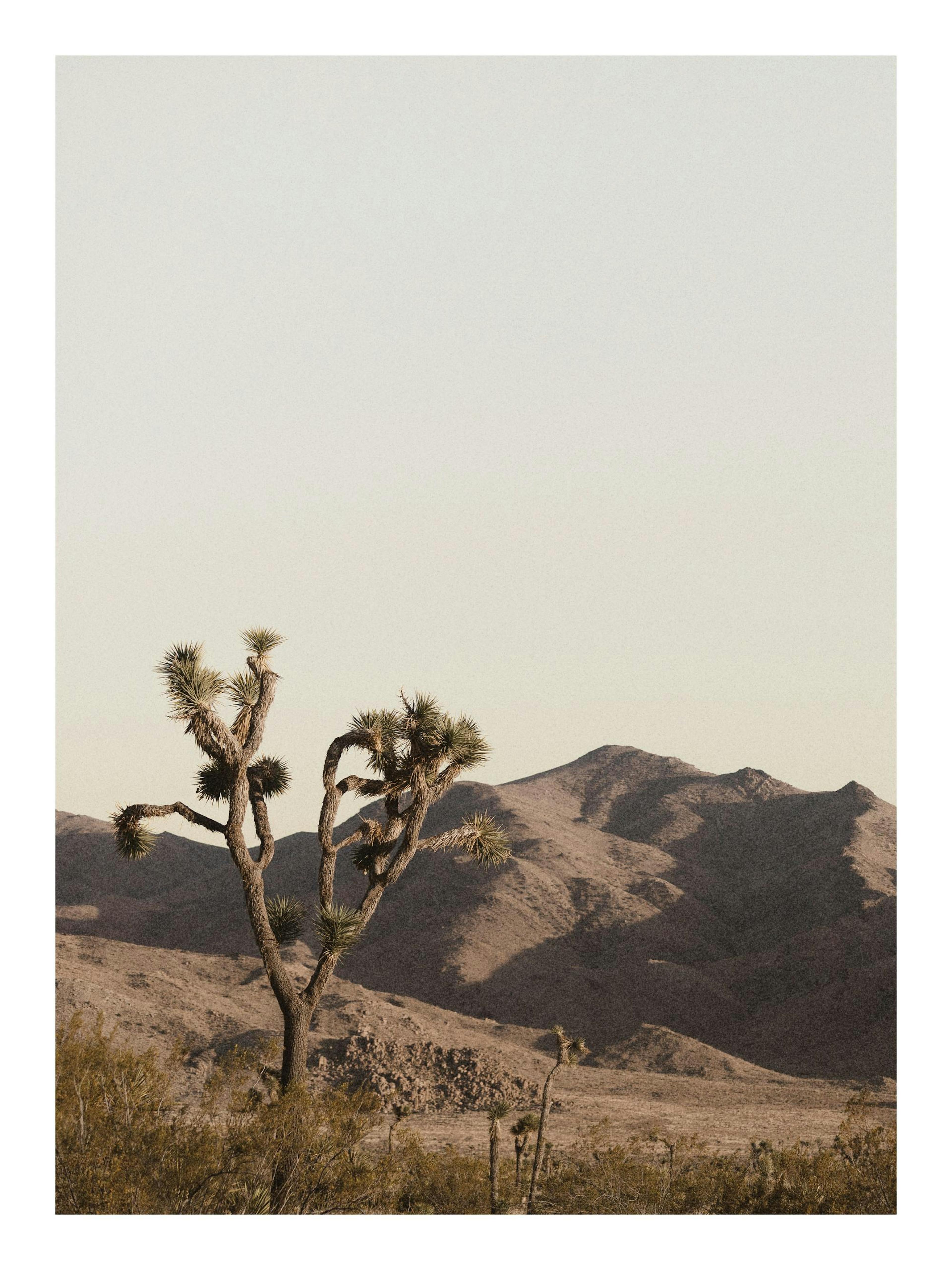 Poster di un albero di Giosuè in un paesaggio desertico con montagne e cielo chiaro, toni sabbia e terra.
