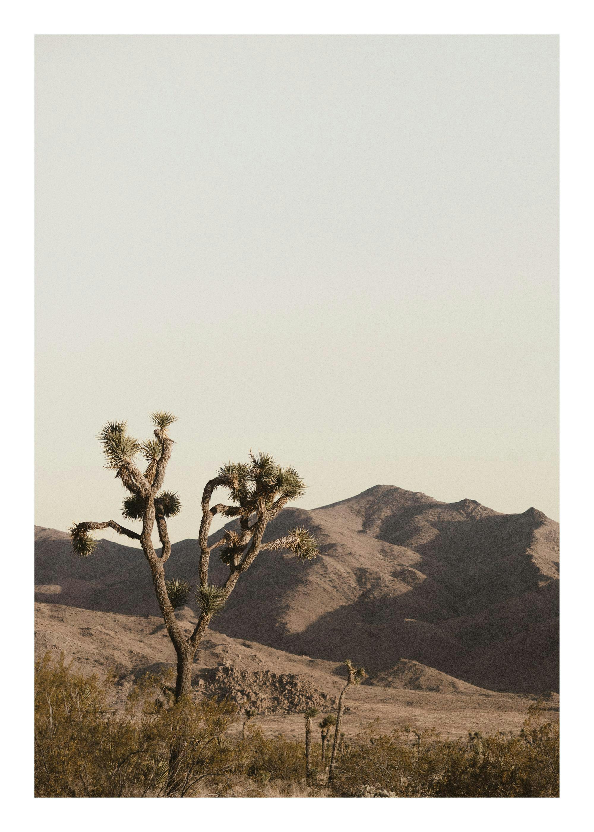 Desert landscape poster with a Joshua tree, brush, and mountains under a bright sky. Ruddy Earth Print.