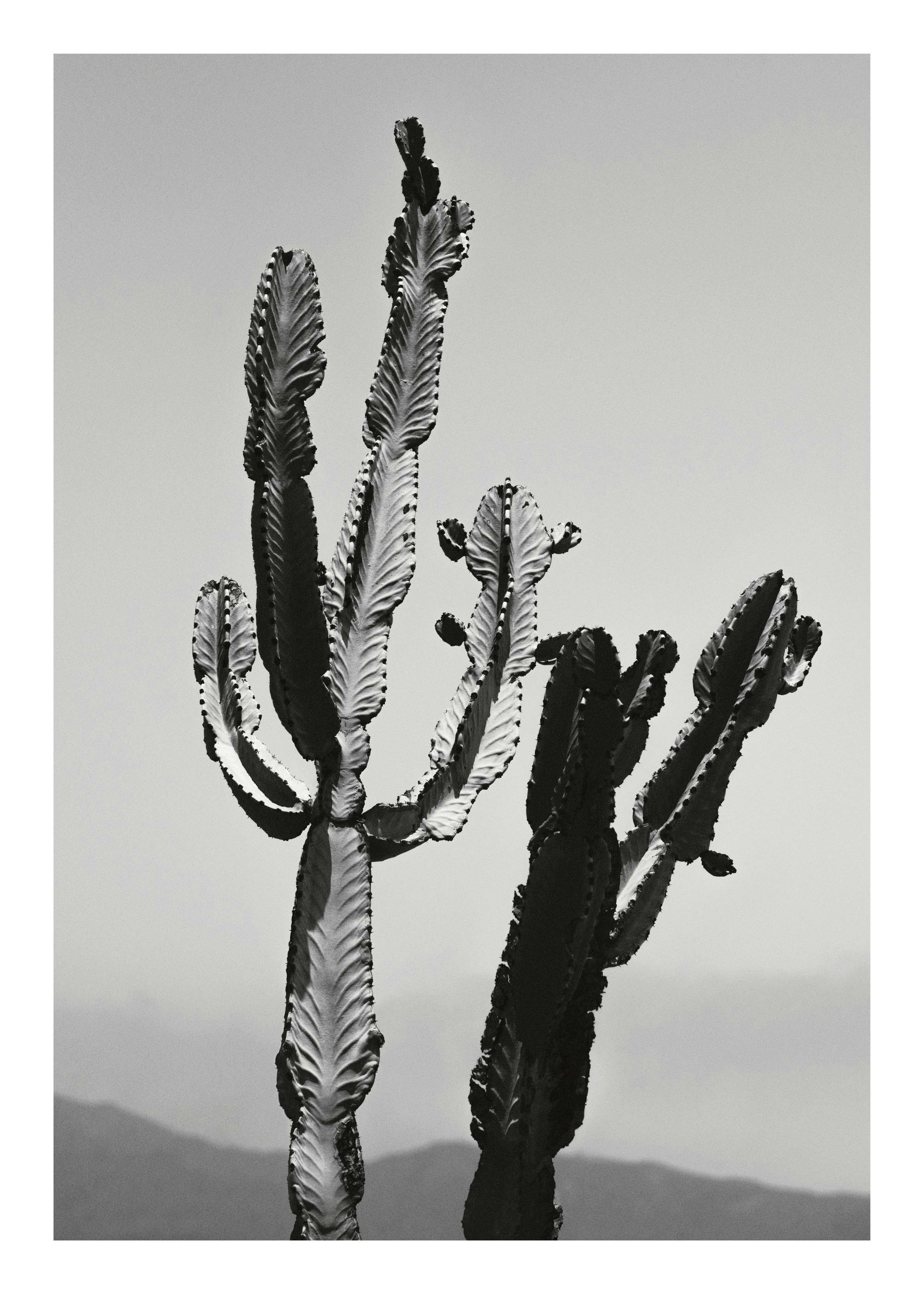 Black and white desert poster of a tall, spiny cactus with multiple arms, set against a bright, clear sky.