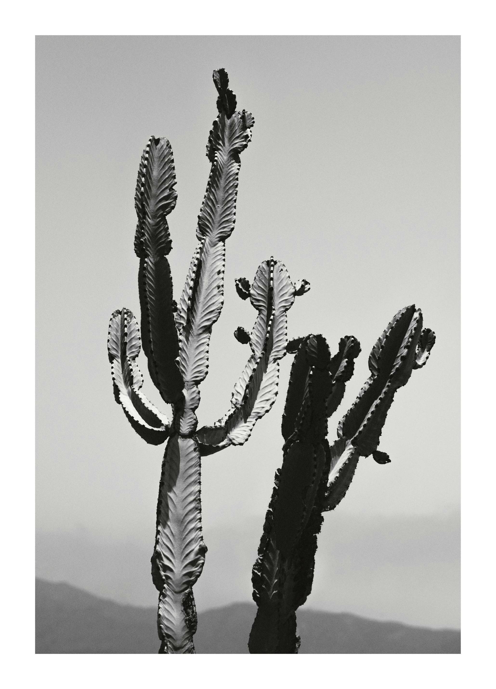 Wild Cacti Plakat (50x70 cm)
