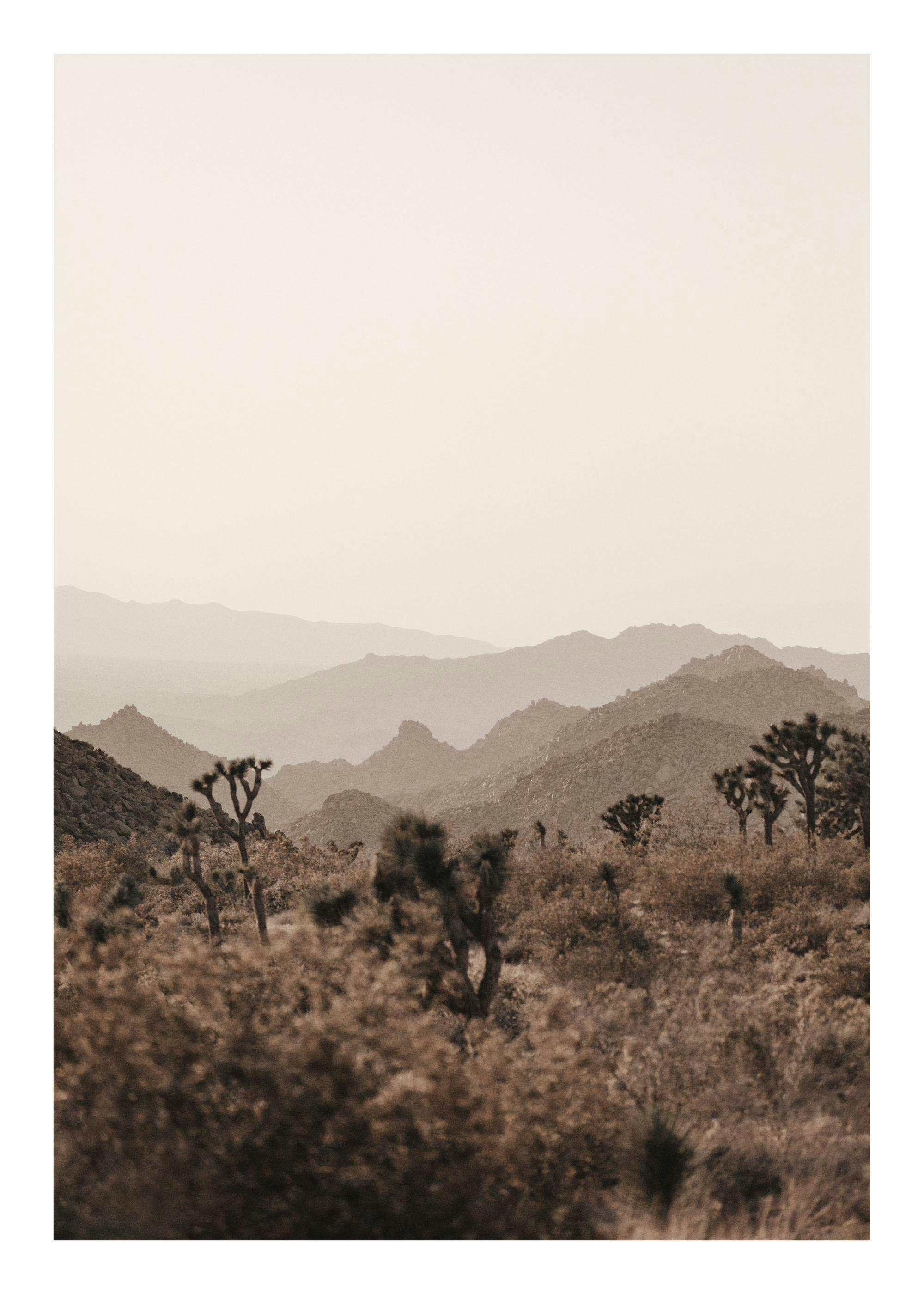 Póster de jardín de cactus con paisaje desértico, montañas y árboles de Josué al atardecer