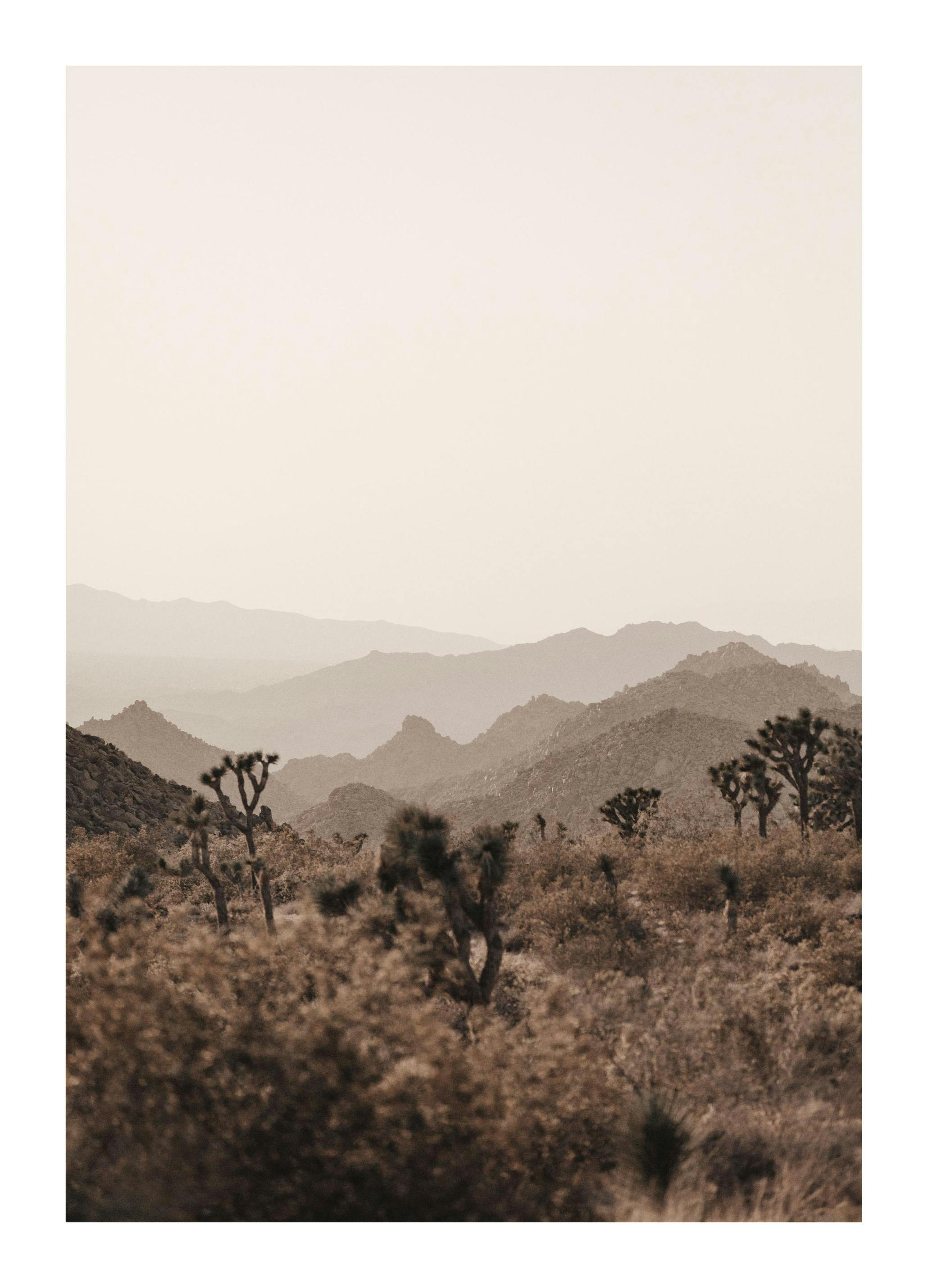 Cactus Garden Plakat (30x40 cm)