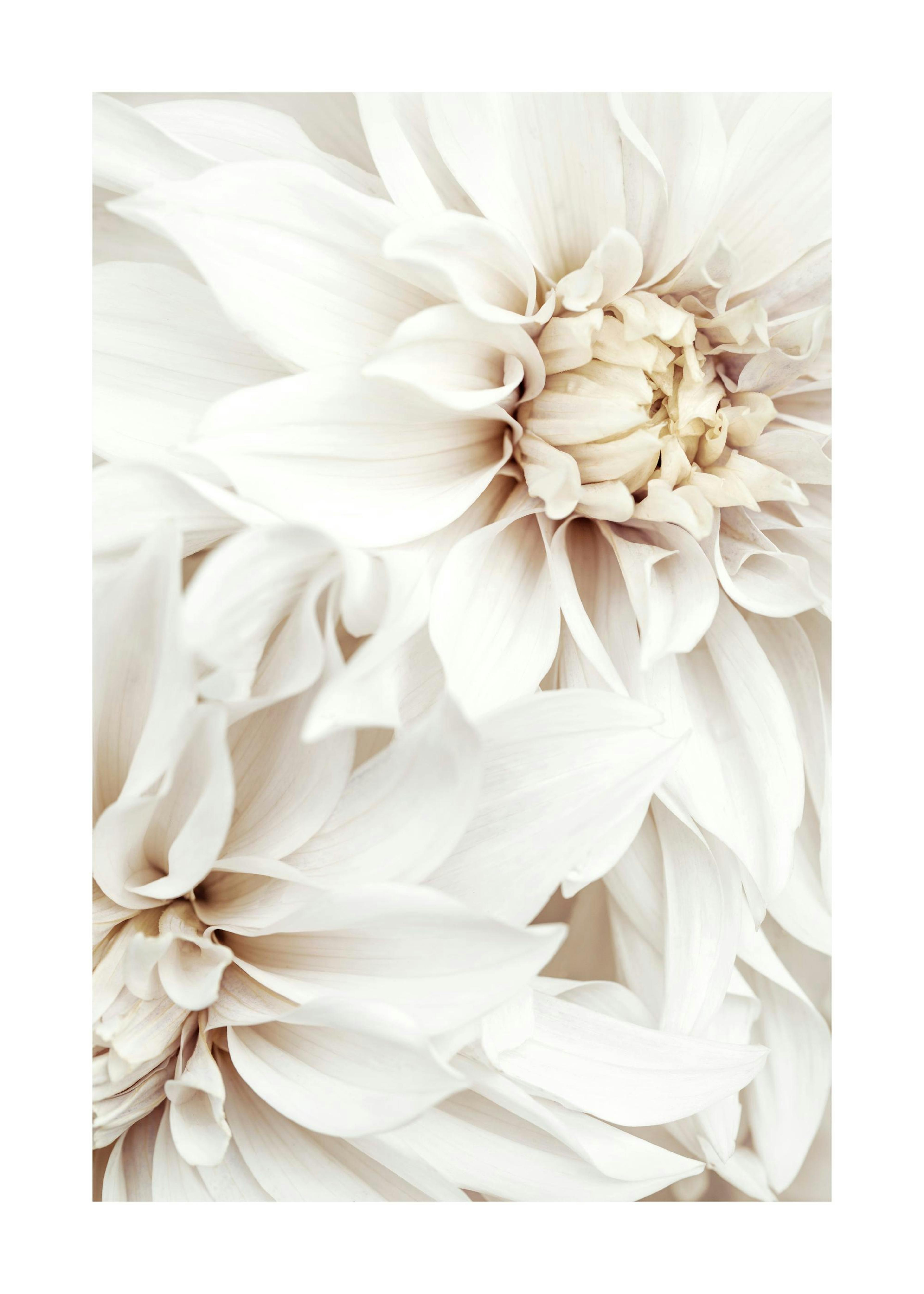 White Dahlias Plakat 0