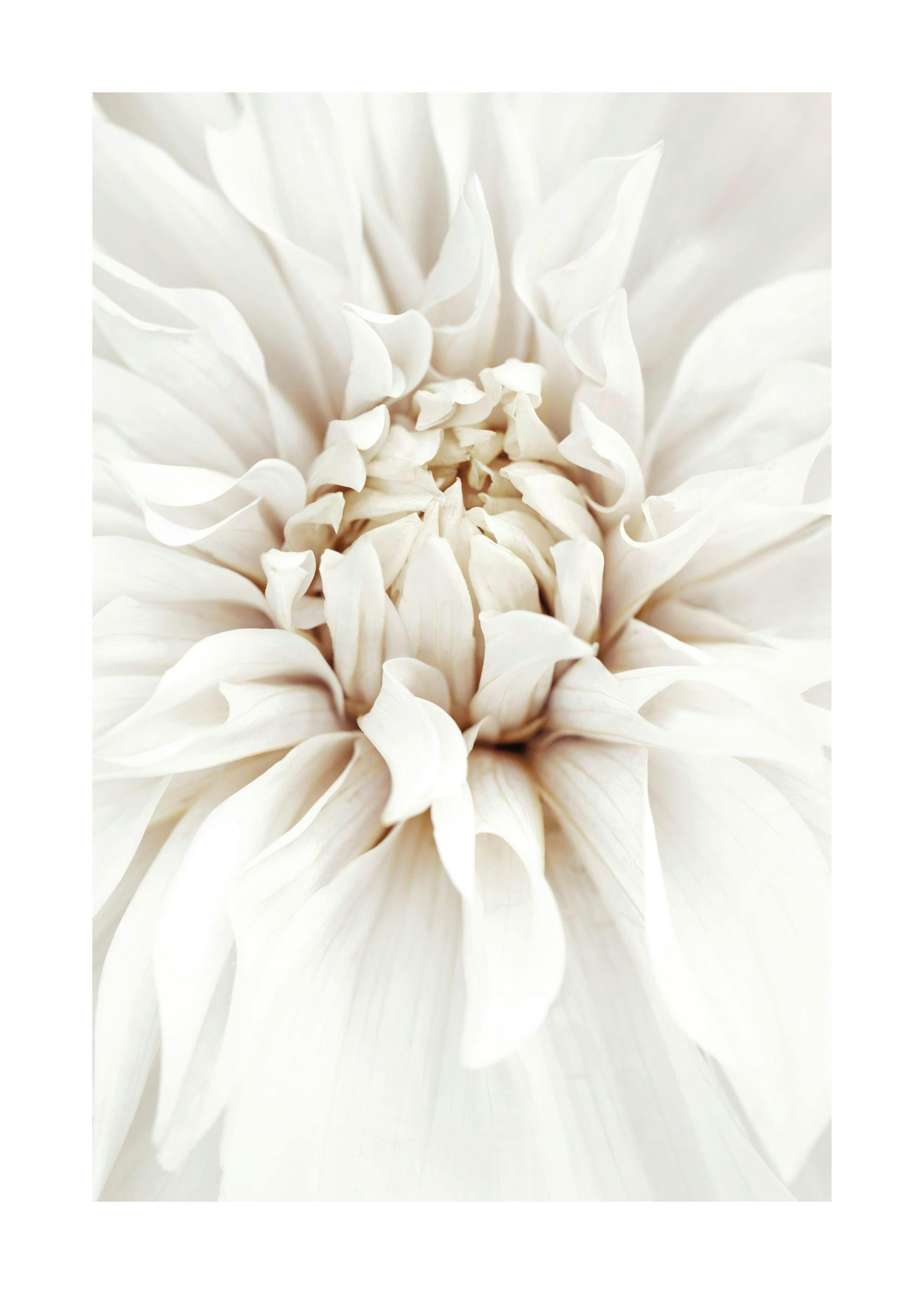 Plakat przedstawiający z bliska delikatną, białą dalię z subtelnymi beżowymi akcentami, fotografia kwiatu.