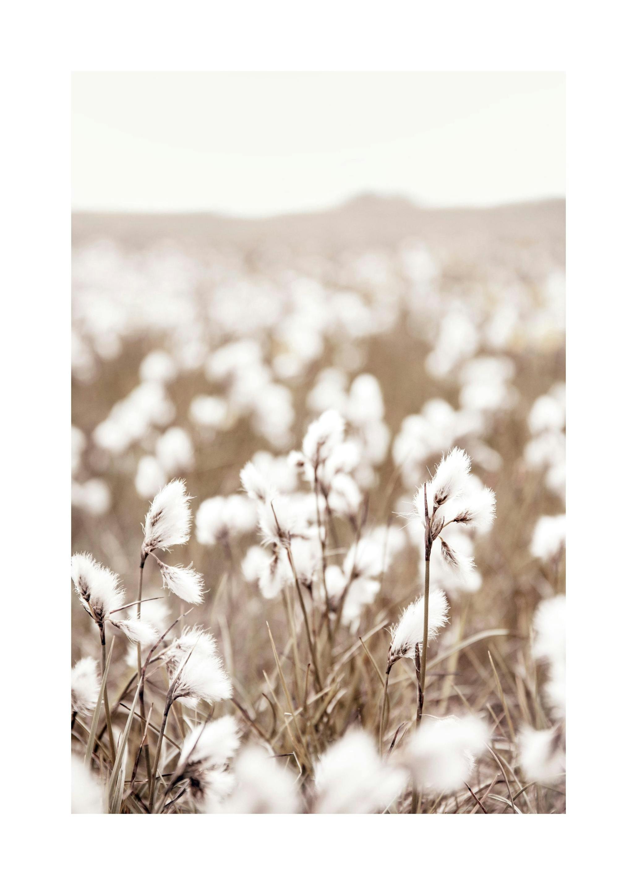 Cotton Flower Field Print (50x70 cm)