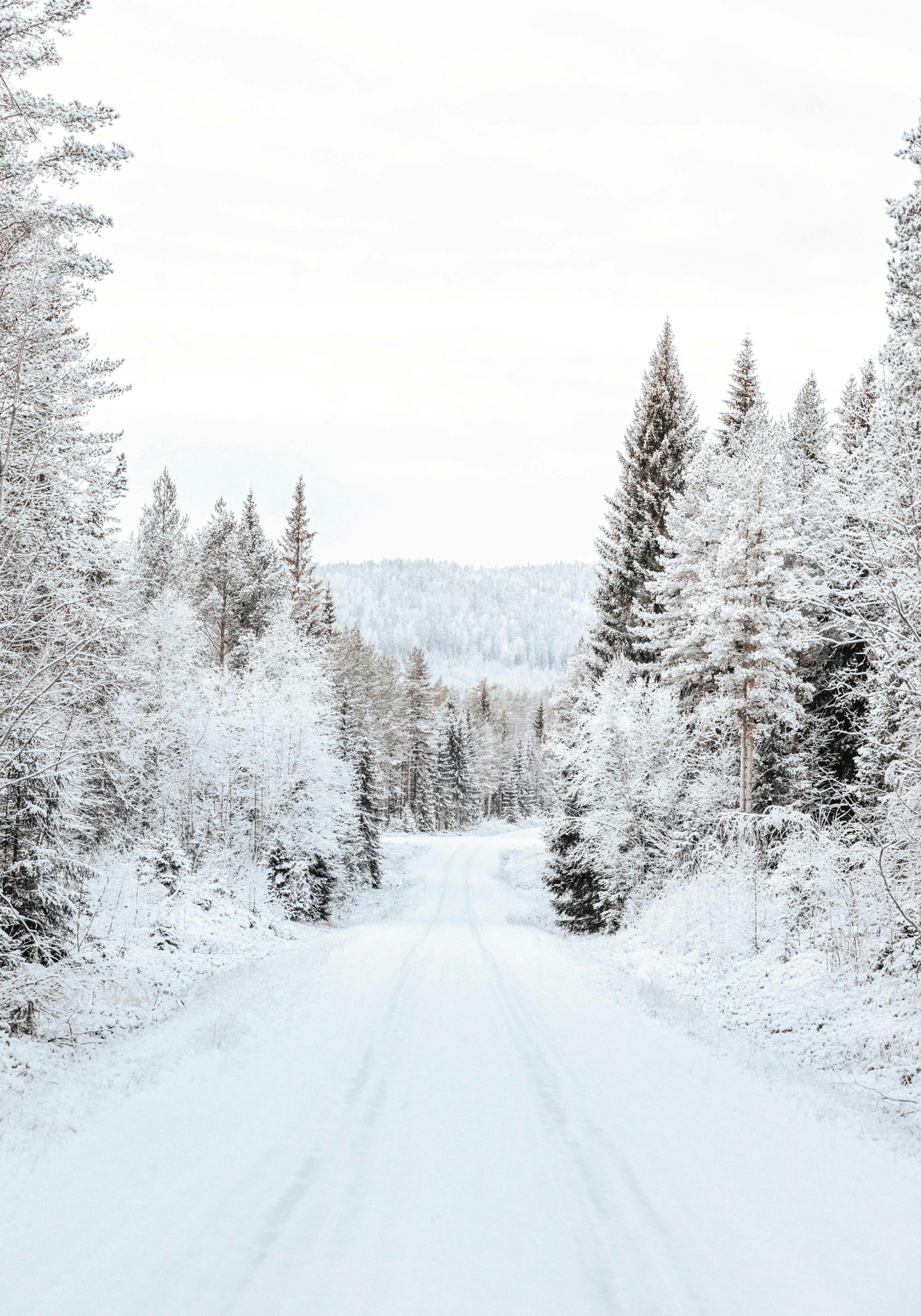 Affiche de route enneigée traversant une forêt darbres couverts de neige, paysage hivernal