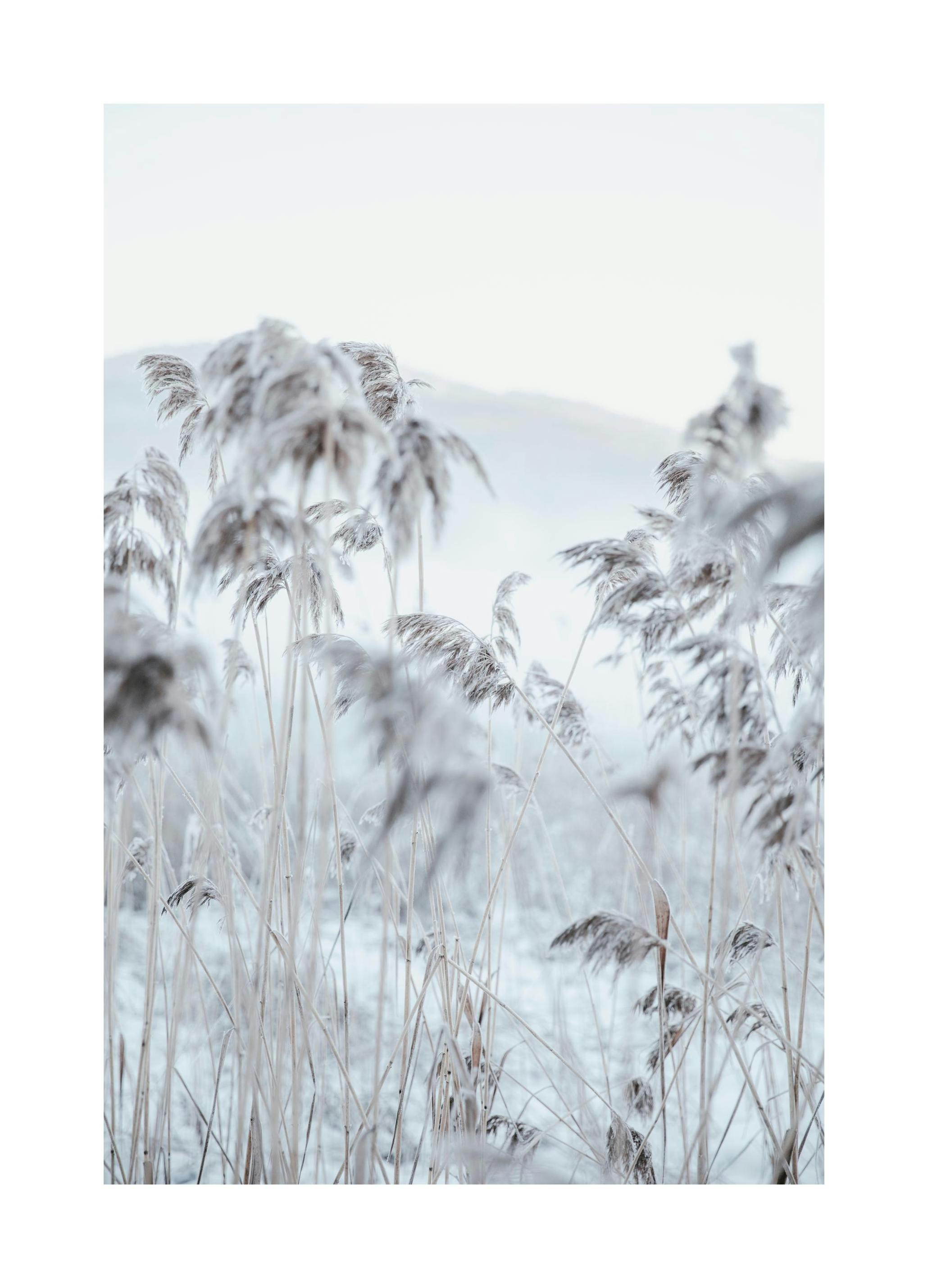 Frosty Reeds Plakat (13x18 cm)