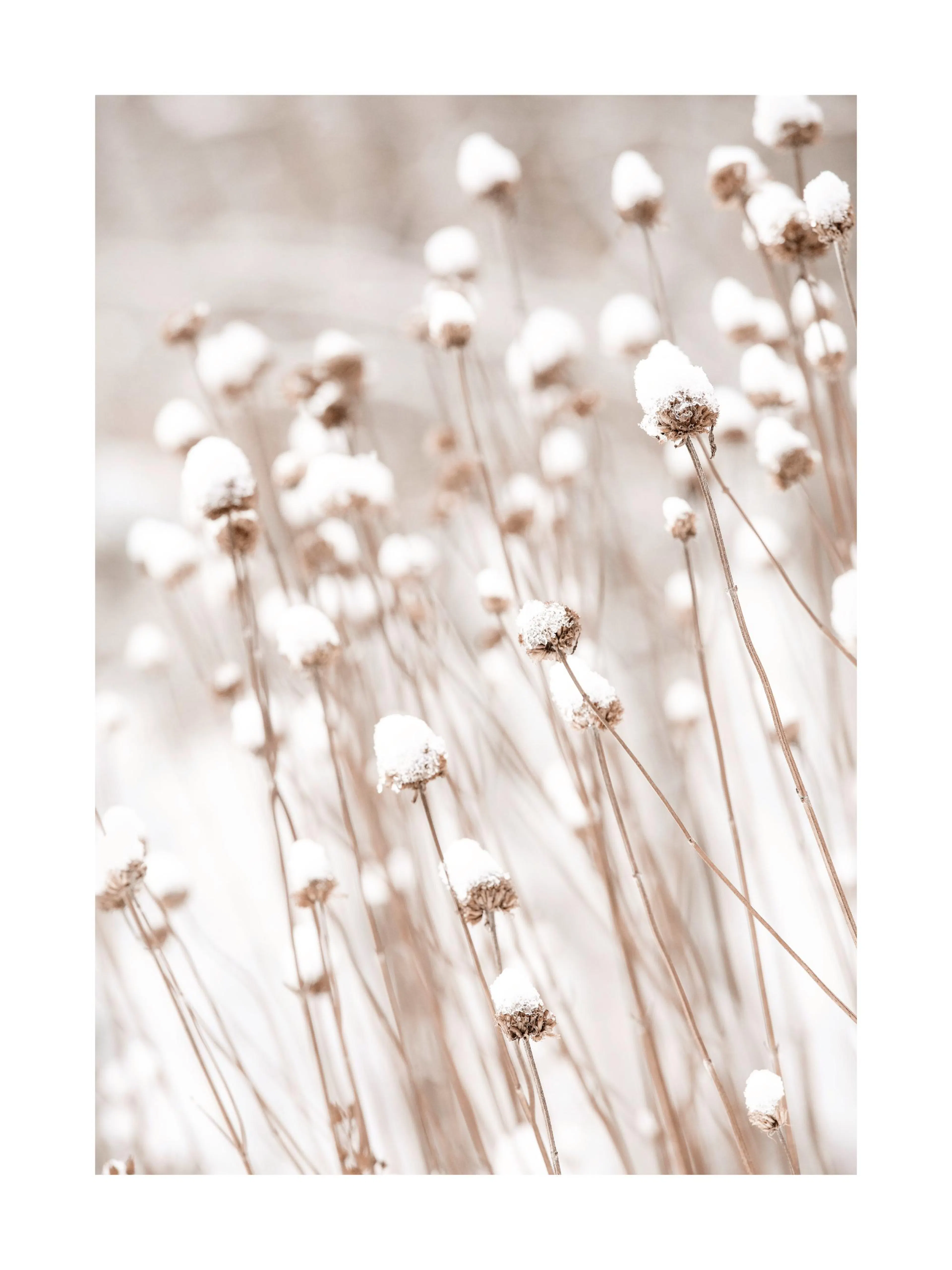 Close-up photo of snow-covered dried flower heads on light brown stems, against a soft, light background.