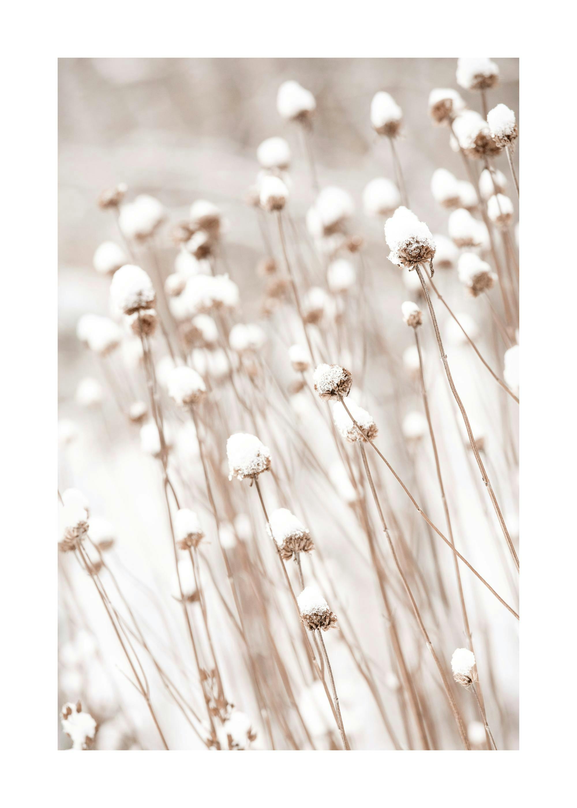 Close-up photography of winter frosted reeds with snow-covered seed heads, creating a serene, natural scene.