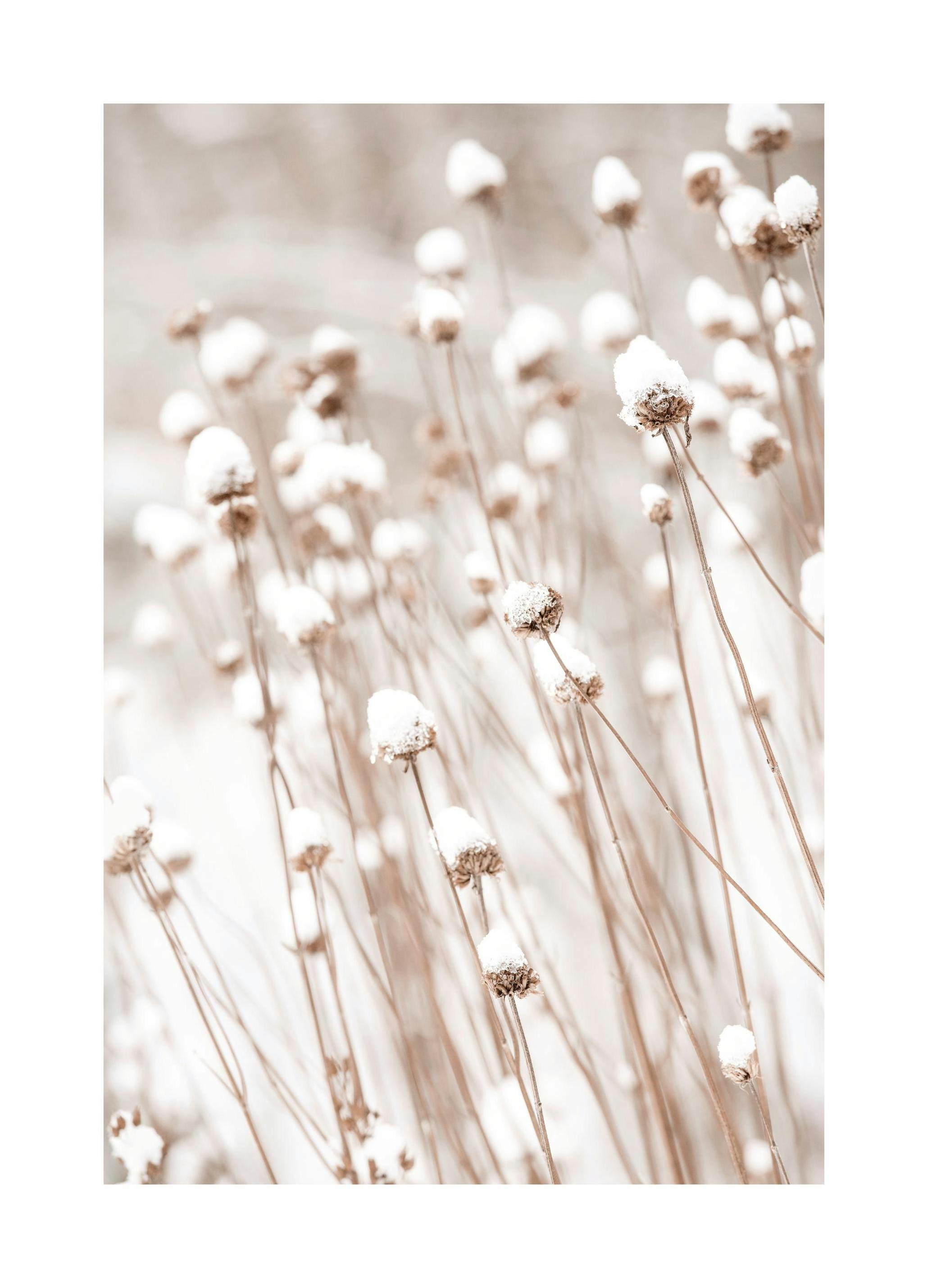 Snow Covered Flowers Plakat (13x18 cm)-Plakaty