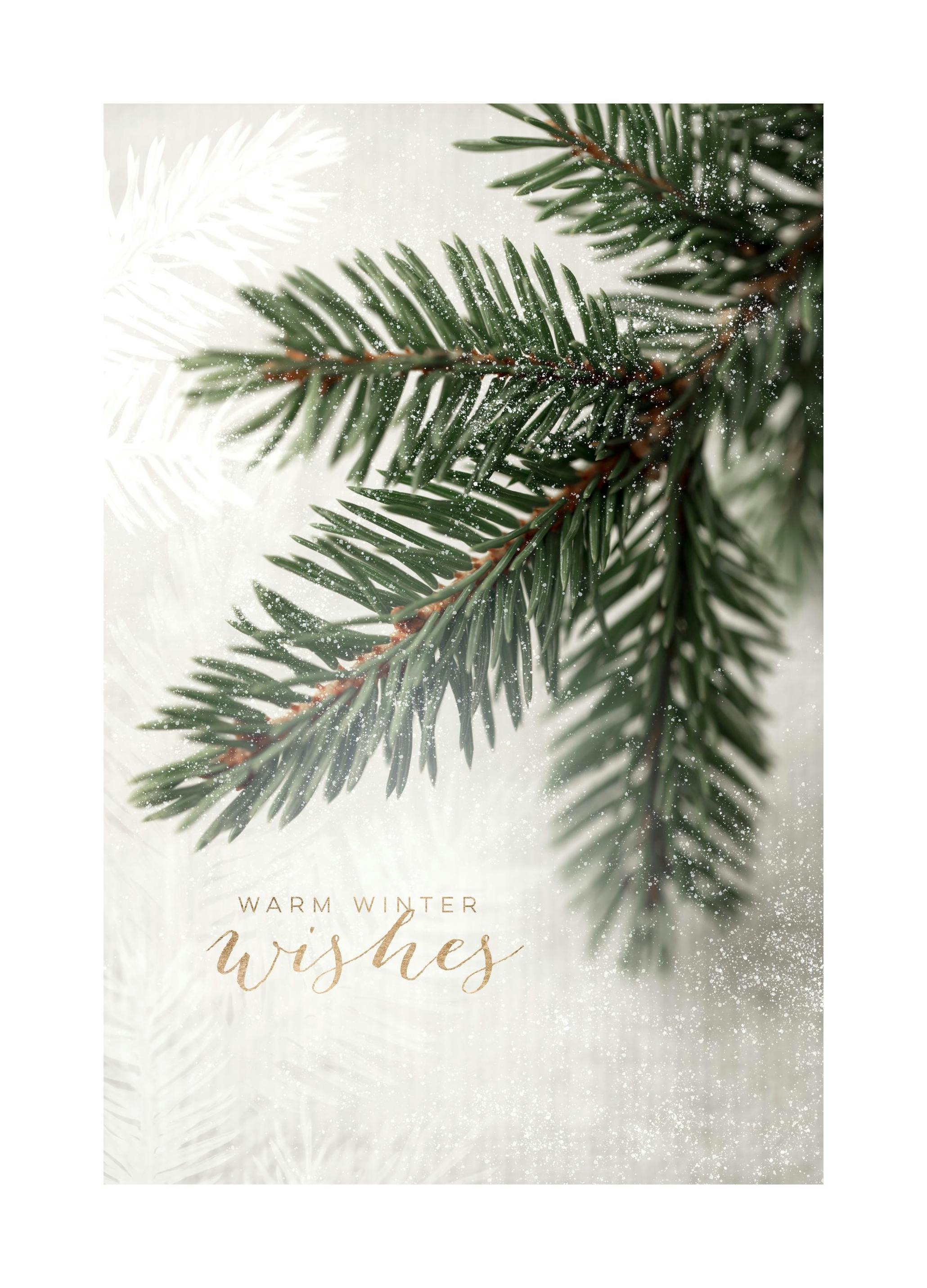 Spruce Branch Affiche (40x50 cm)