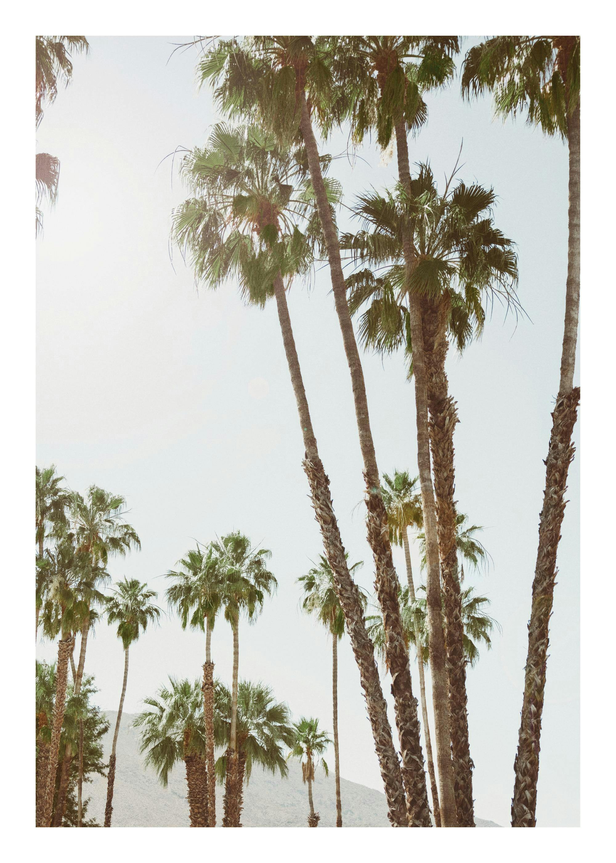 Poster mit hohen, üppigen Palmen, die in einen strahlend blauen Himmel ragen, für tropisches Flair.